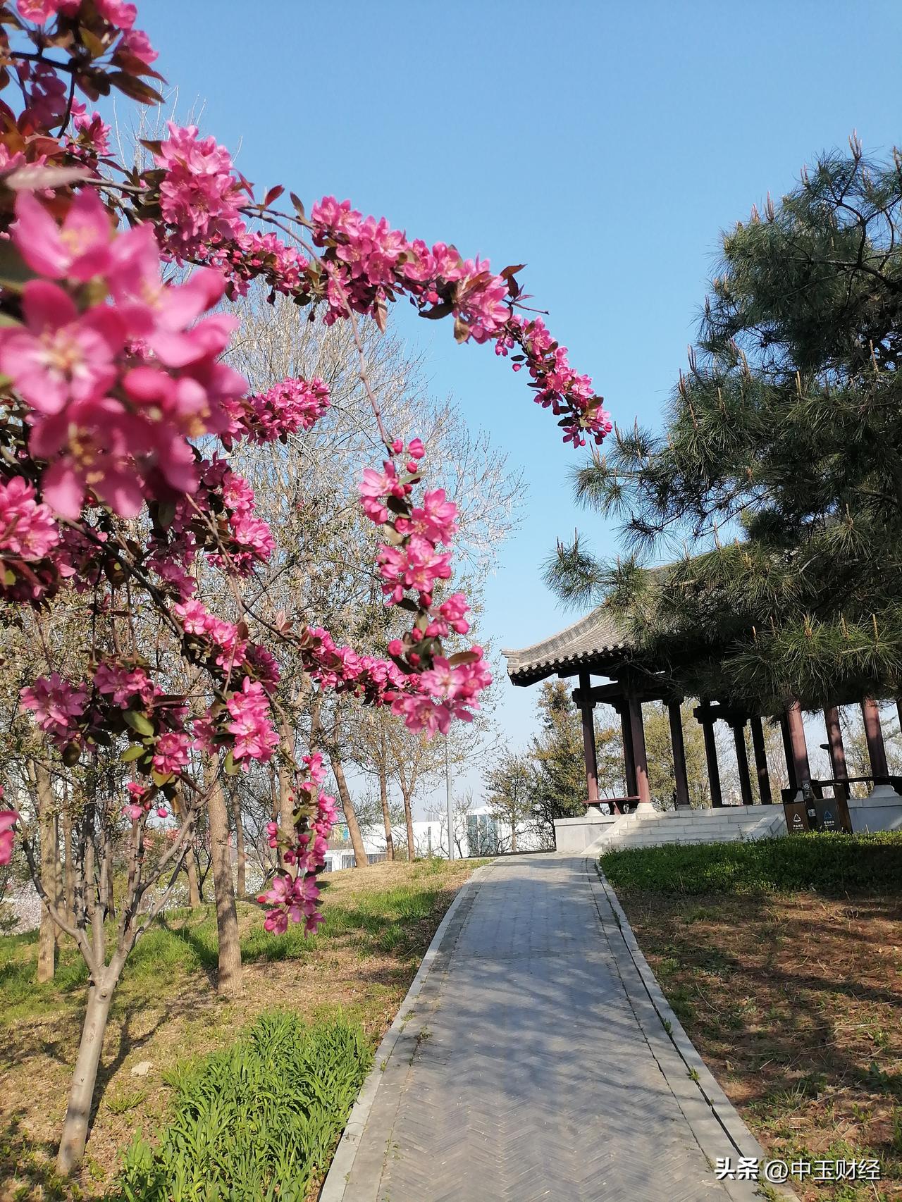 记录我的2026最美的季节！春花浪漫！漫步此地，惬意生活无限！