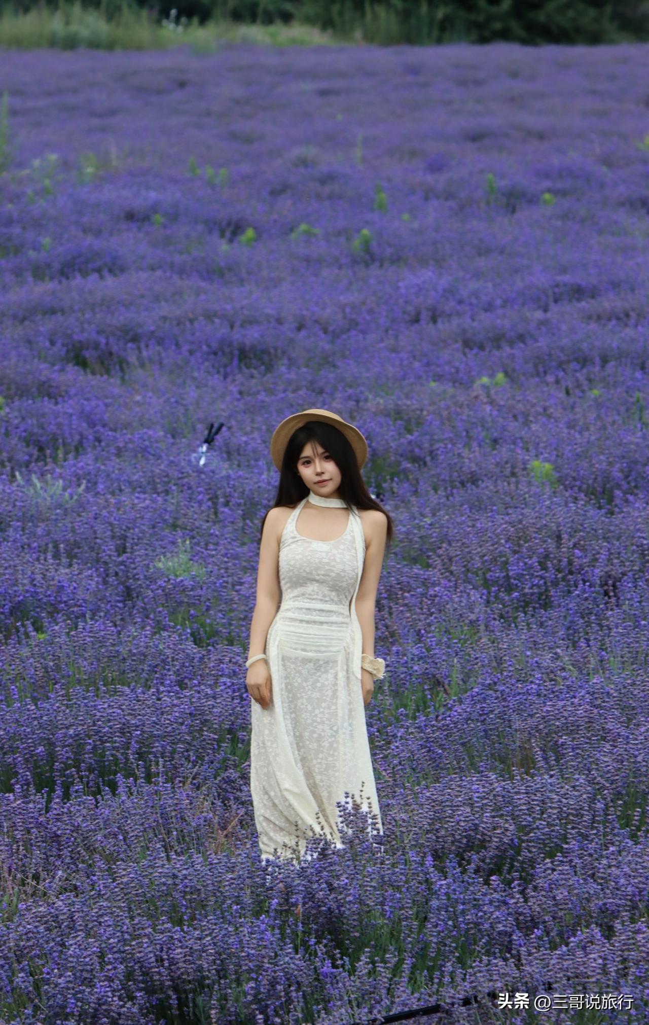 6月伊犁，赴一场紫色花海之约
       六月的伊犁，把浪漫写进风里。万亩薰衣