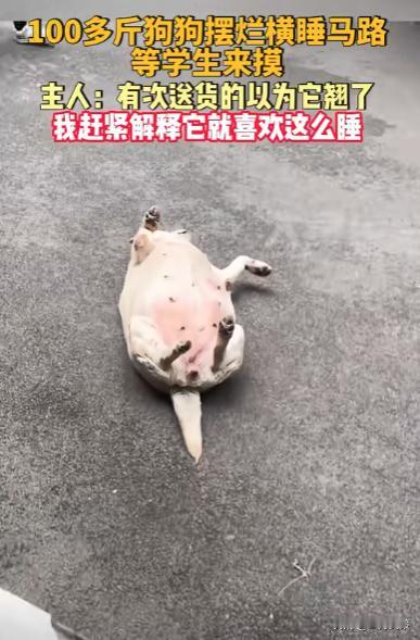 笑不活了！重庆，100多斤狗狗特别喜欢摆烂横睡马路，等学生来摸，一次有送货的还以