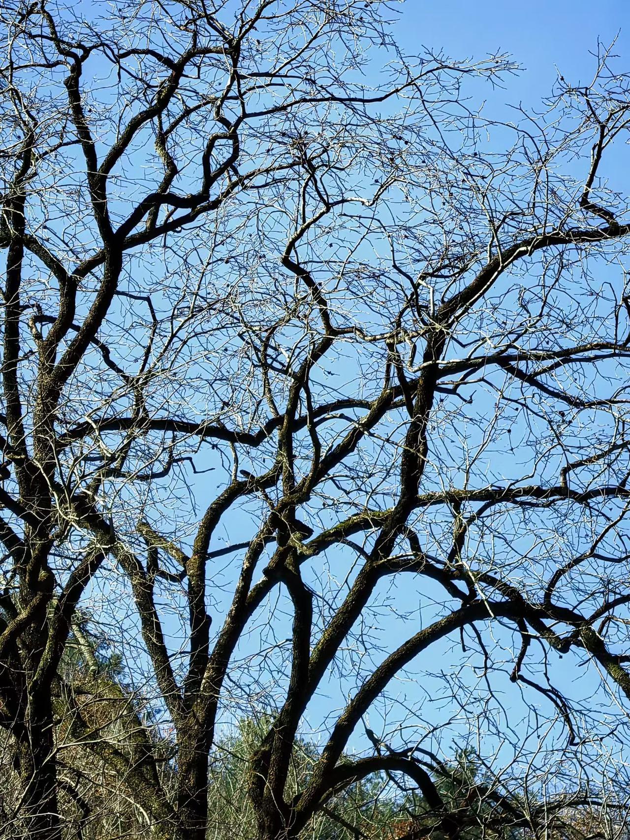 冬日暖阳下，光秃的树枝伸展在湛蓝的天空中，静谧而美丽。