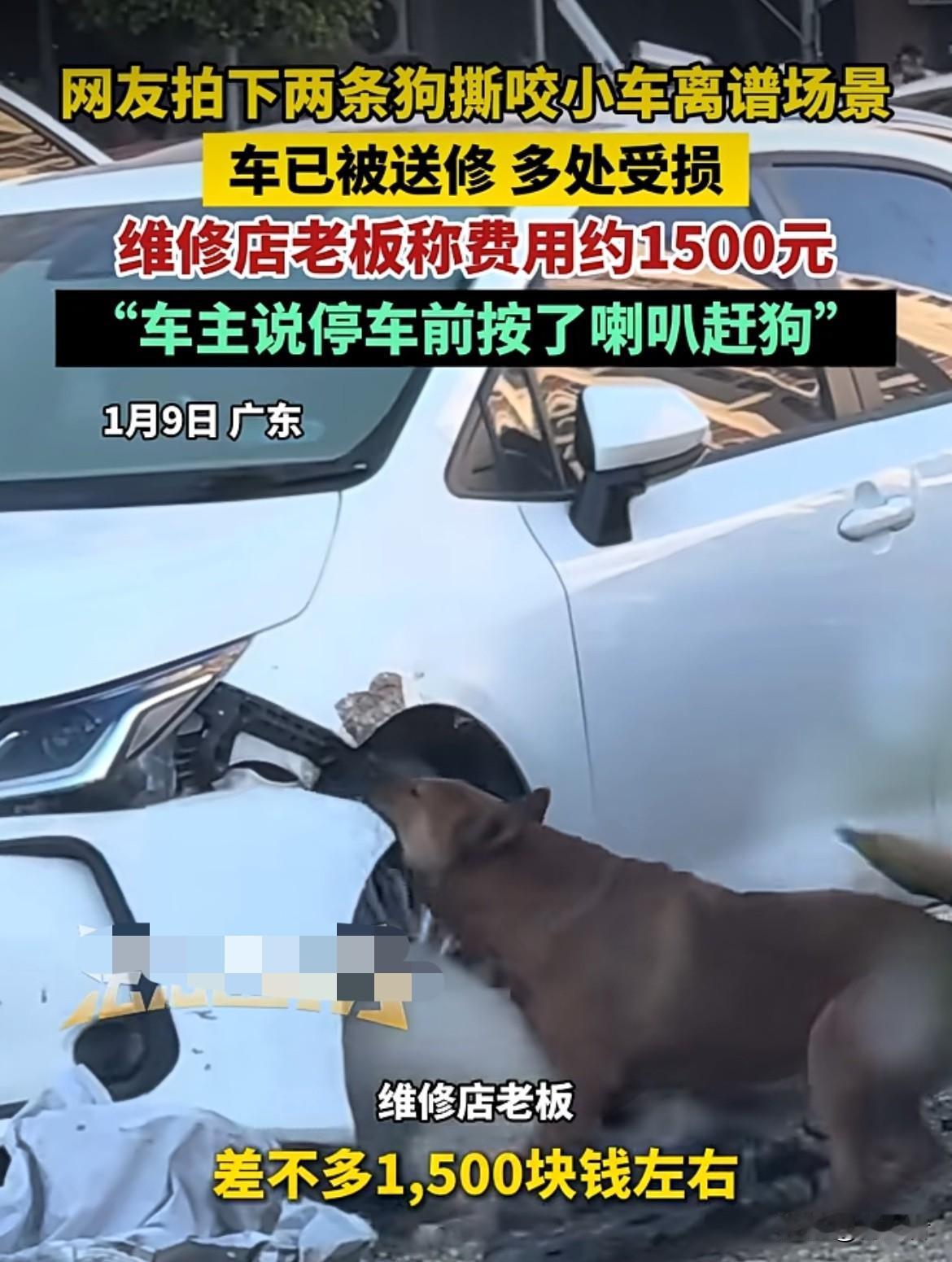 太离谱了，这网友拍到的两条狗撕咬小车，车多处受损被送修了，维修店老板说费用大概 