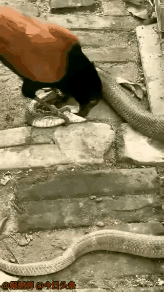 蛇应该是被虐趴了[捂脸]眼镜王蛇碰上红毛鸡都要被吃