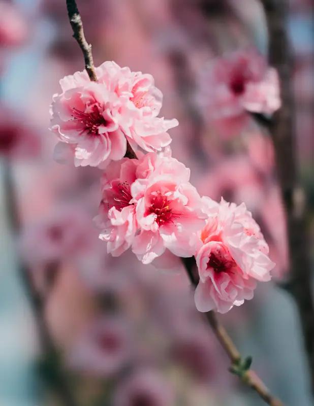 要说一年四季哪个季节景色最美，这还真难选，每个季节都有独特的美。
春天宛如画家打