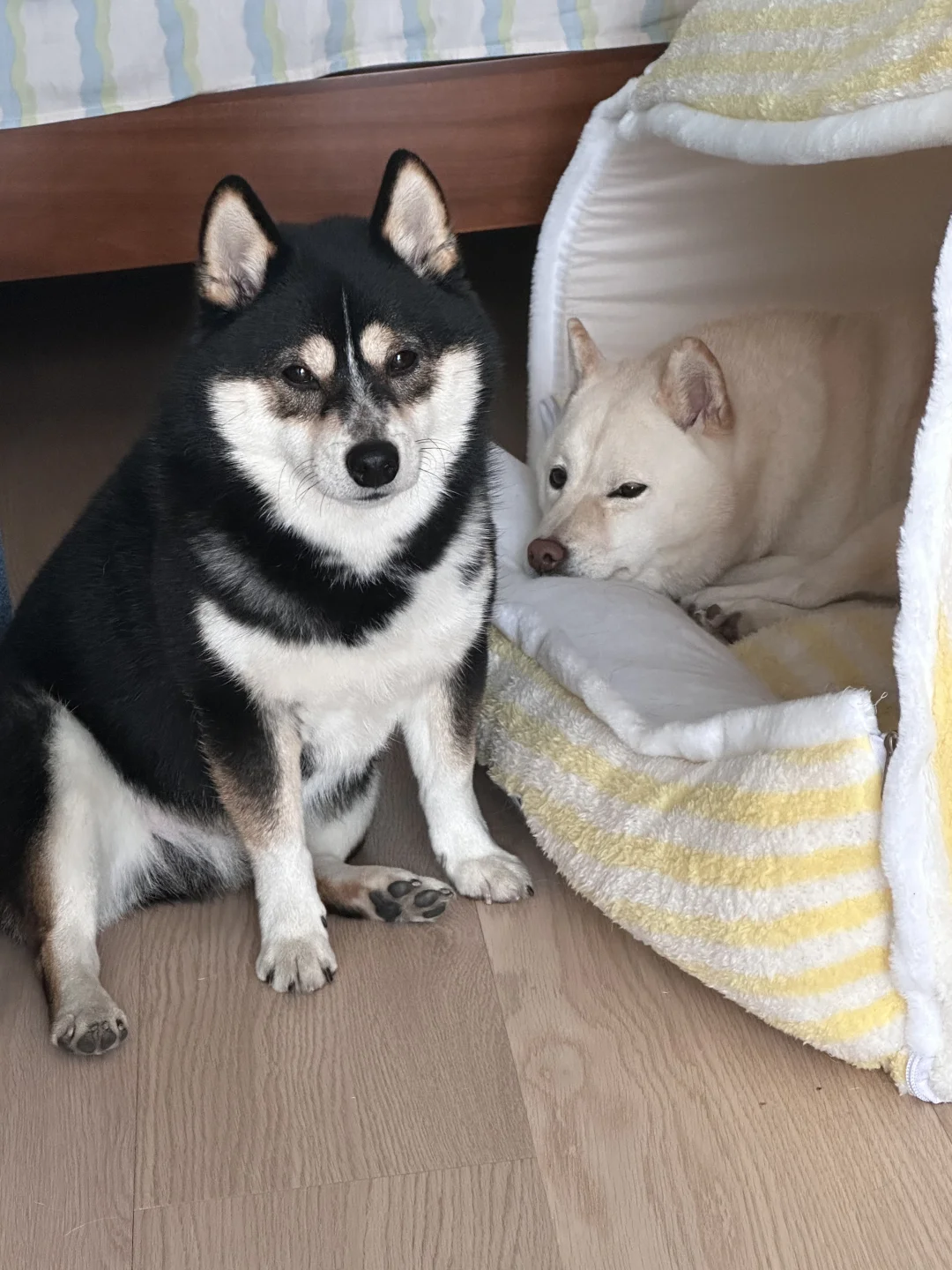 弱小无助，但胖