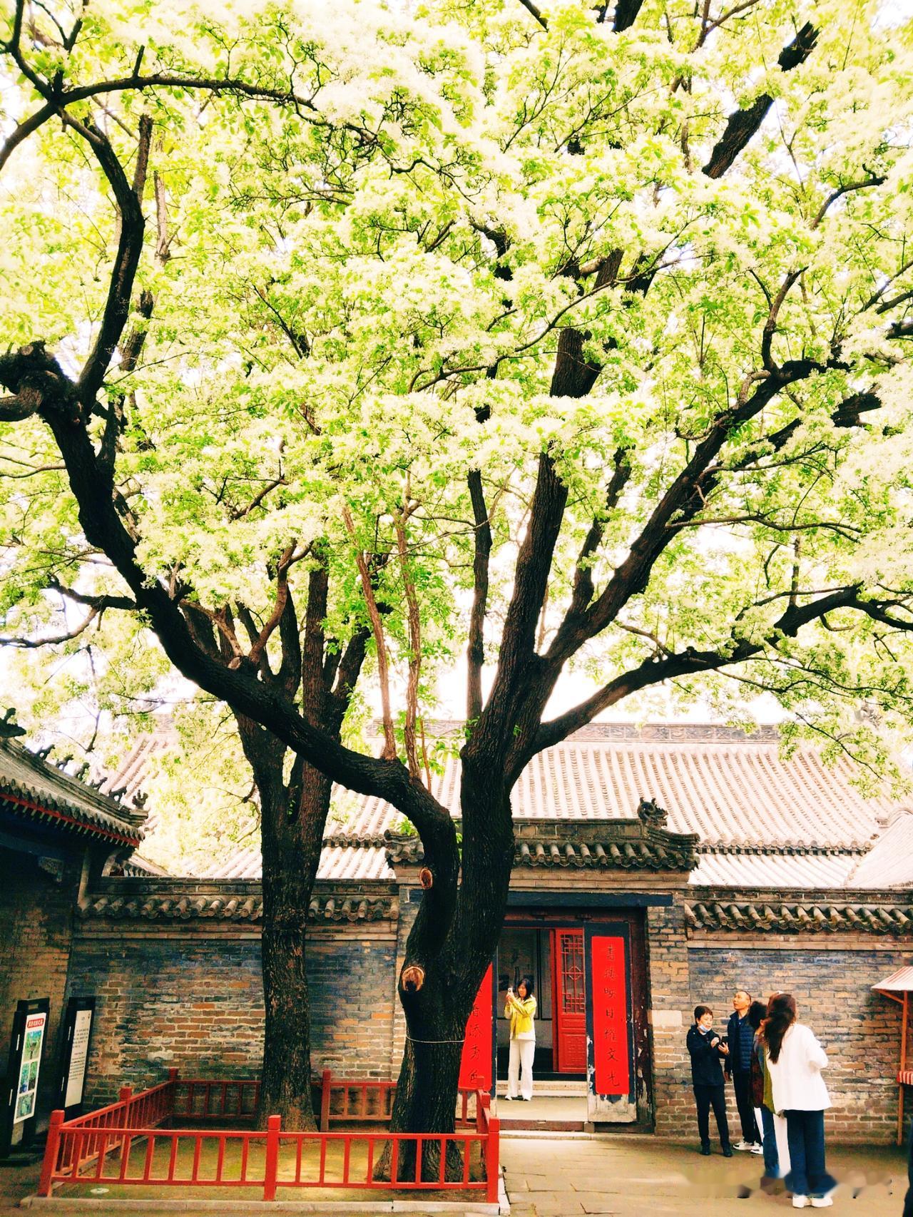 春日生活打卡季春天各种树木抽枝发芽打蕾开花。在孟府看到了千年流苏，此时花开的季节