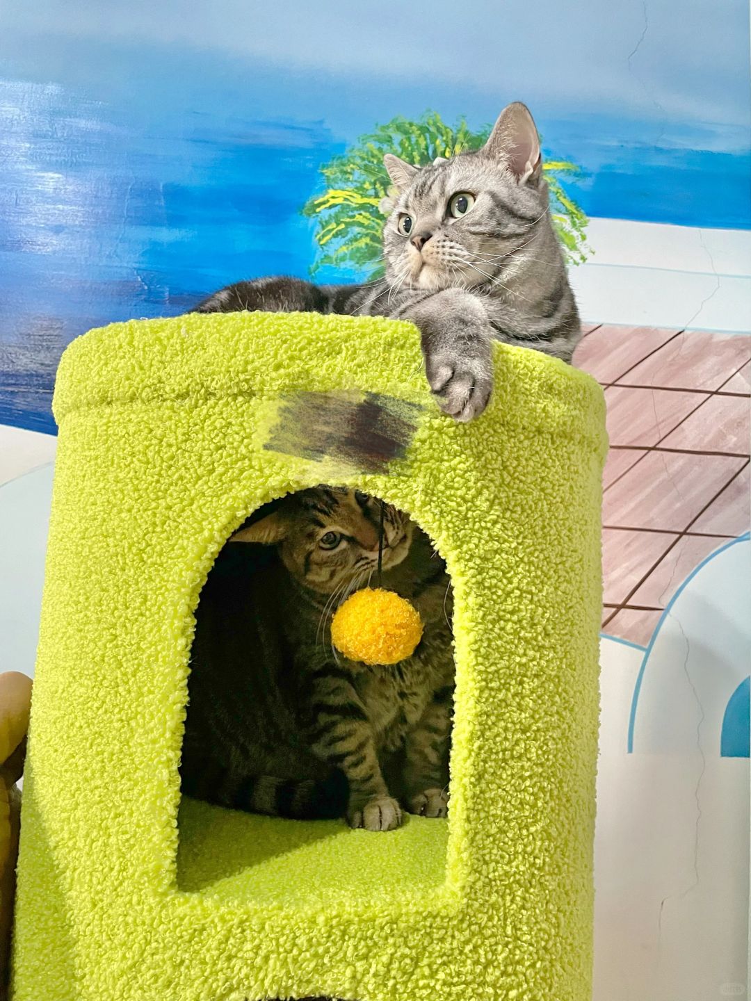 猫肥家润