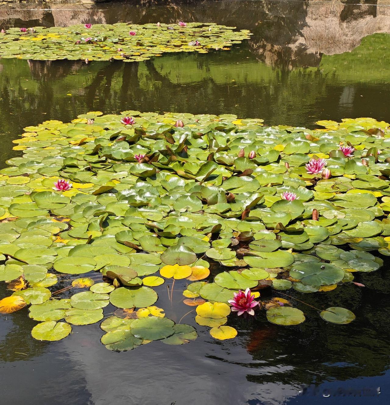 花香草绿吹风声