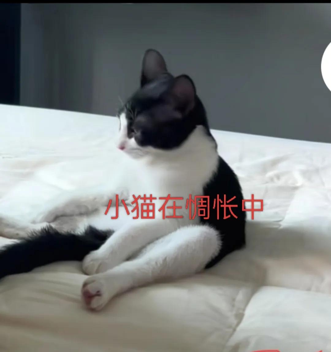 看看小猫的坐姿，谁能懂!

这奶牛猫难道是在惆怅中吗？