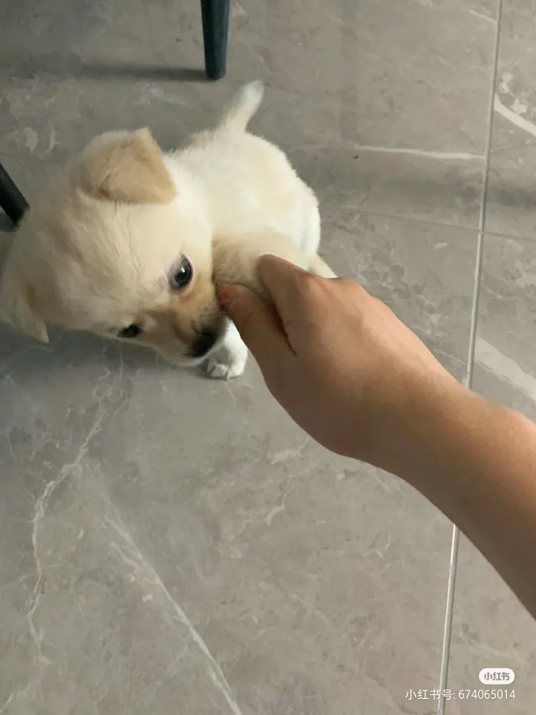 夜市三十块的小土狗，不香吗？一只皮实可爱的小土狗，到家第一天就能吃能睡，还不大叫