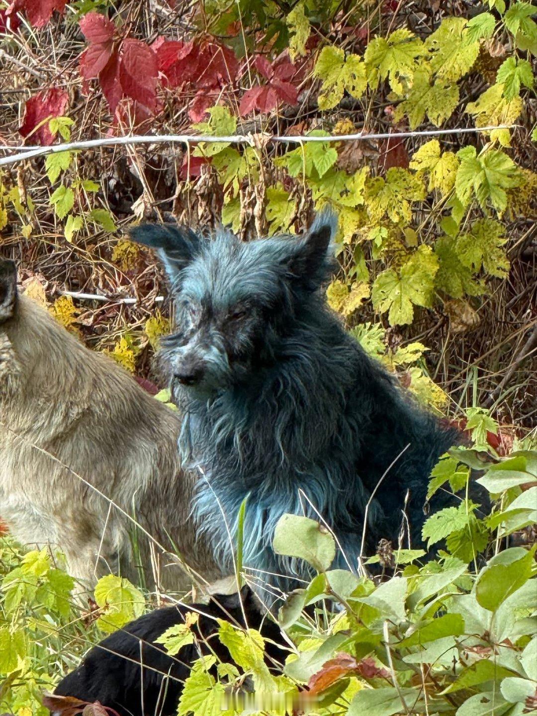 切尔诺贝利核电站附近出现蓝色狗一个名为“切尔诺贝利的狗“的组织声称，在乌克兰切尔