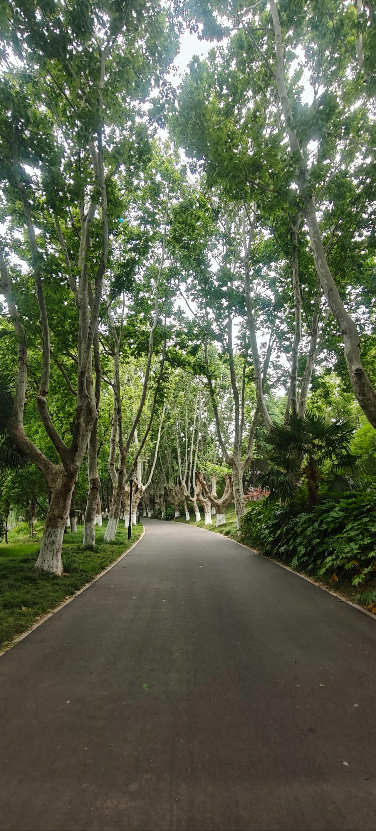 中考倒计时13天！
条友们，你们是觉得做鸡头好，还是凤尾好？
老师昨天已经公布扬