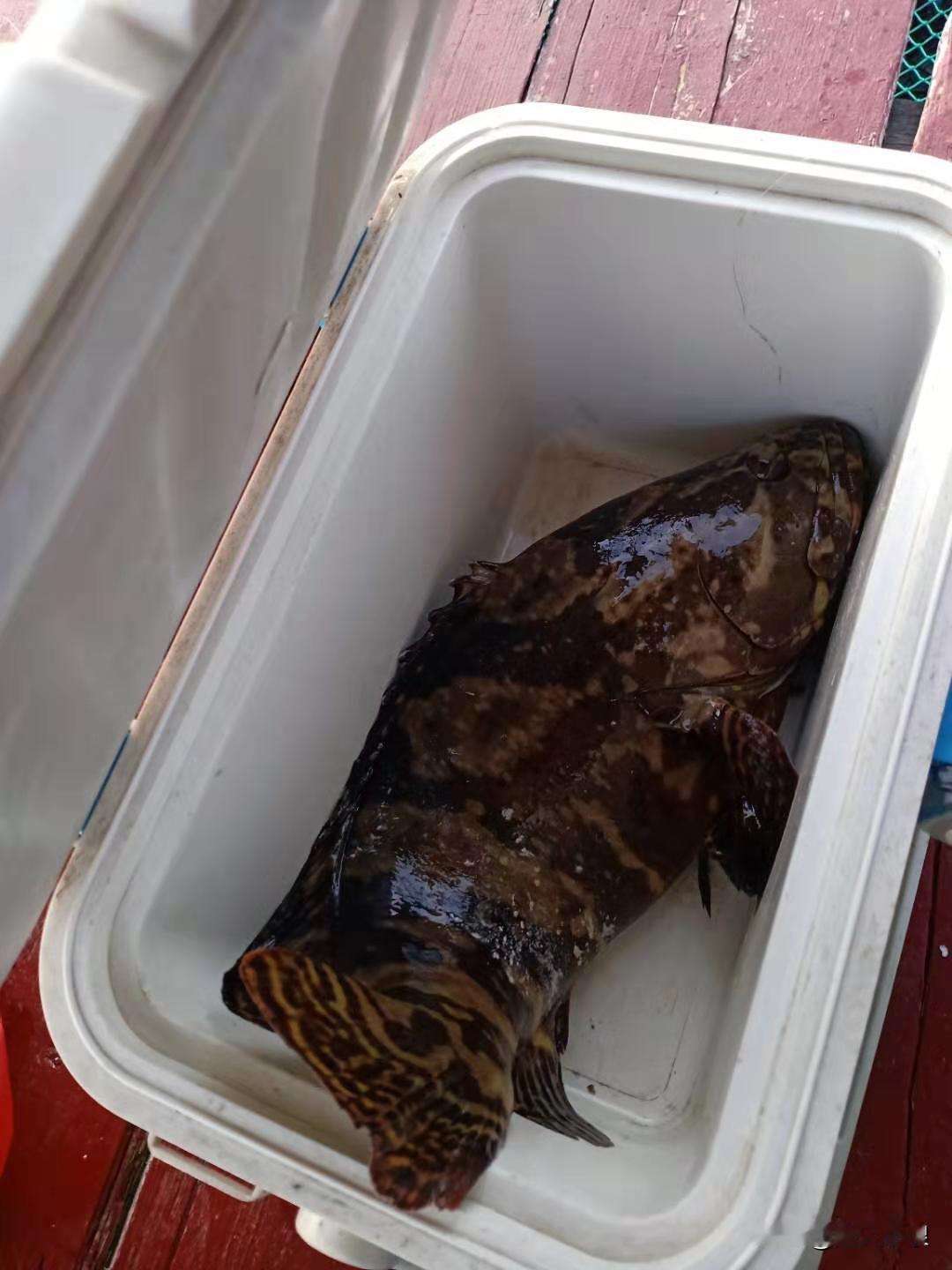 有鱼钓真是开心