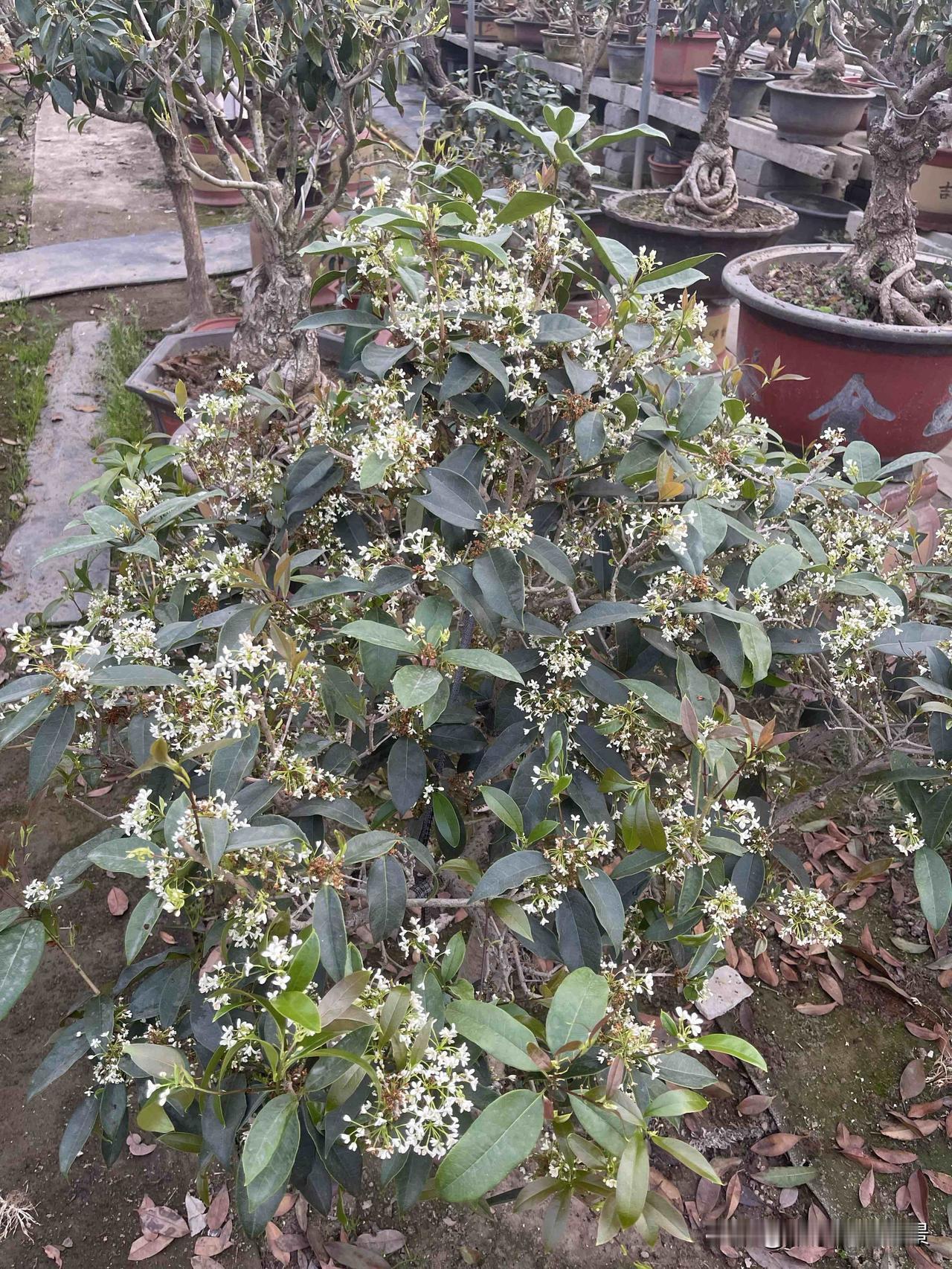 四季常开花卉有哪些桂花中有四季常开的就是四季桂，其中老月桂花量最大