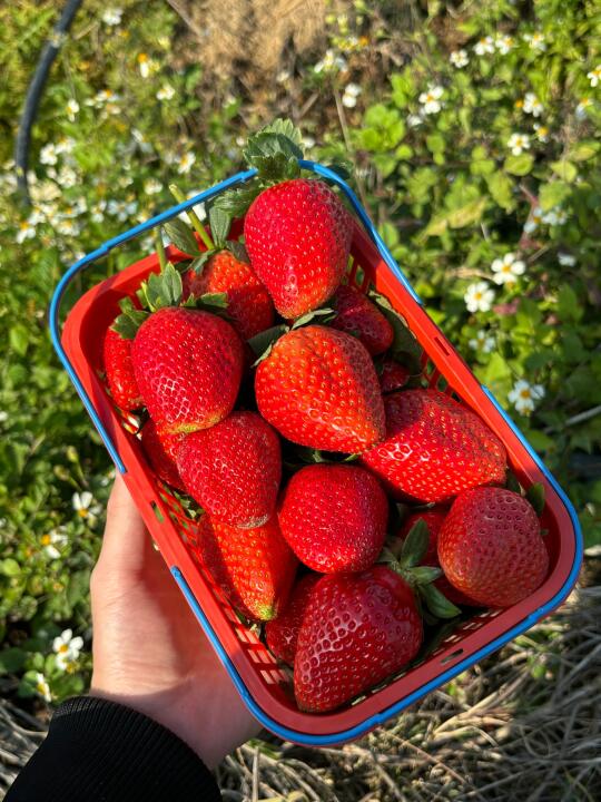 漳州采摘草莓🍓好甜！实现草莓自由