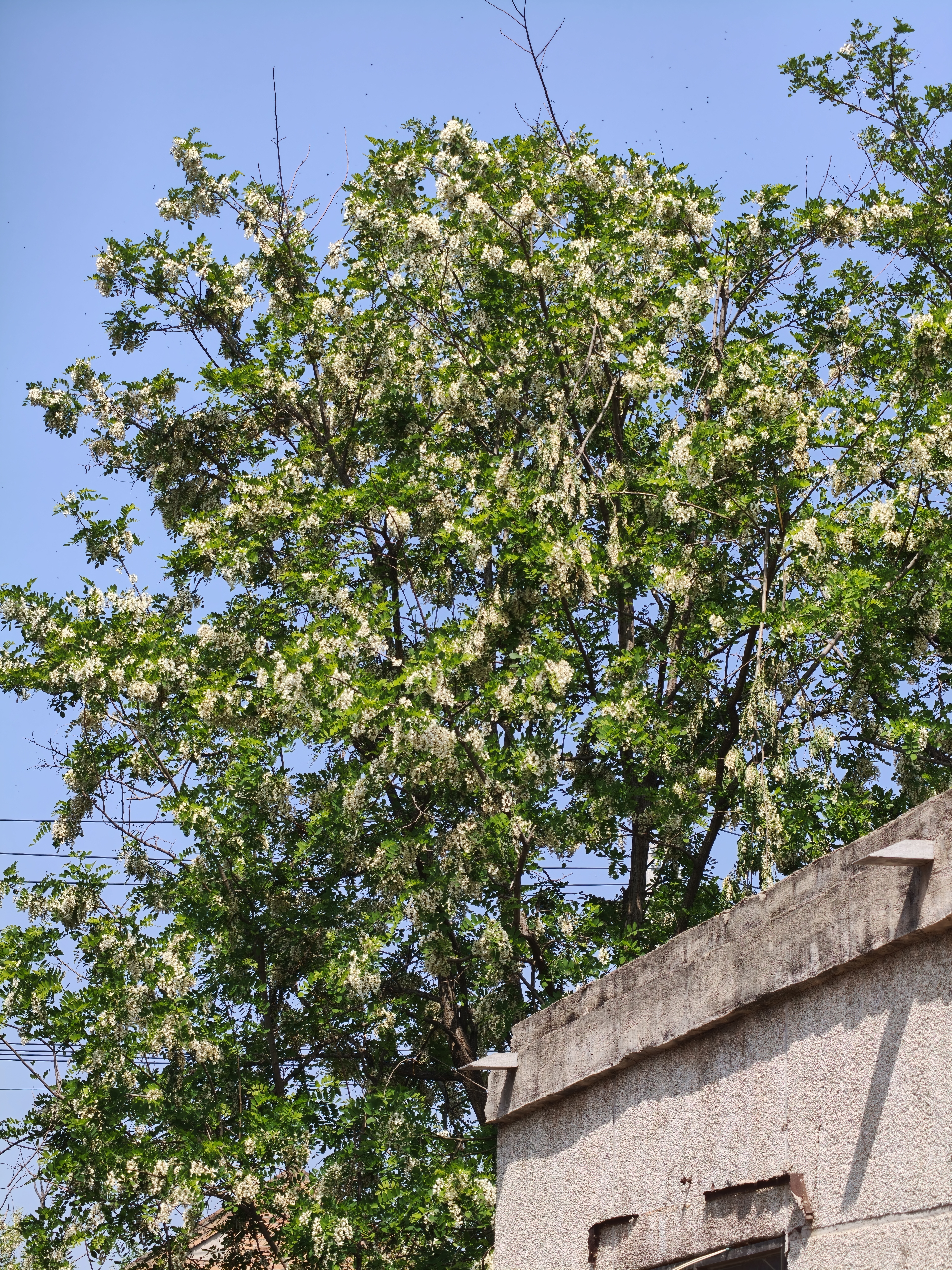 河南槐花，开的正灿烂 