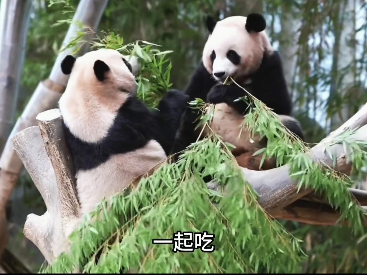 爱宝乐园里，大熊猫睿宝辉宝和妈妈爱宝分开一段日子了。大家都说，睿宝接过了辉宝的抚