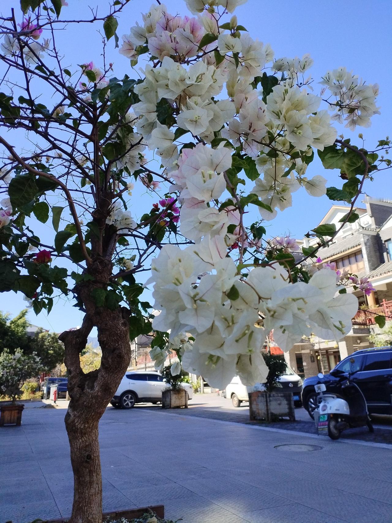 去年秋天的午河，路过小区时，见一棵三角梅绽放得格外显眼，随即拍了