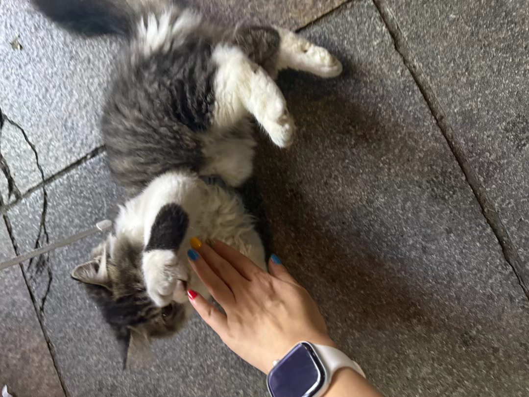 看见小猫手痒，特别想撸，但这孩子明显怕狗，只好让鸭货摊儿老板帮我看了会儿狗。