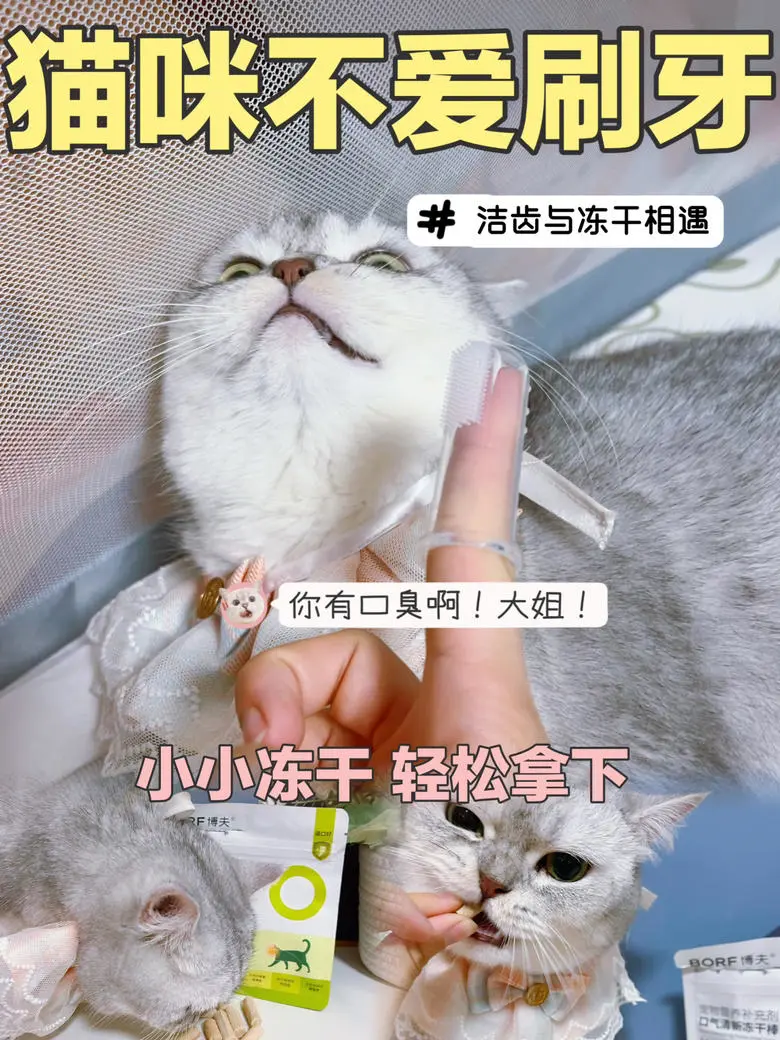 猫咪有口腔问题，又不爱刷牙怎么办？