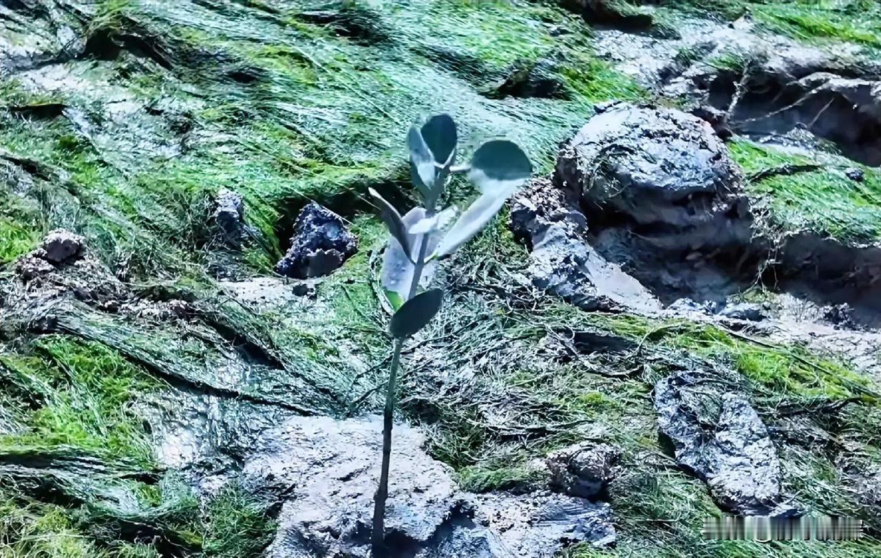 怎么让孩子明白未来人生的艰辛？

让他从小去社会实践。种地、打工、拧螺丝，他就懂