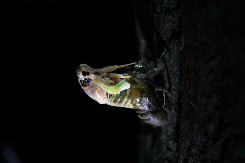哇塞！两只金蝉同时脱壳，好运爆棚！

“太罕见了！”一男子深夜在院子找东西，竟撞