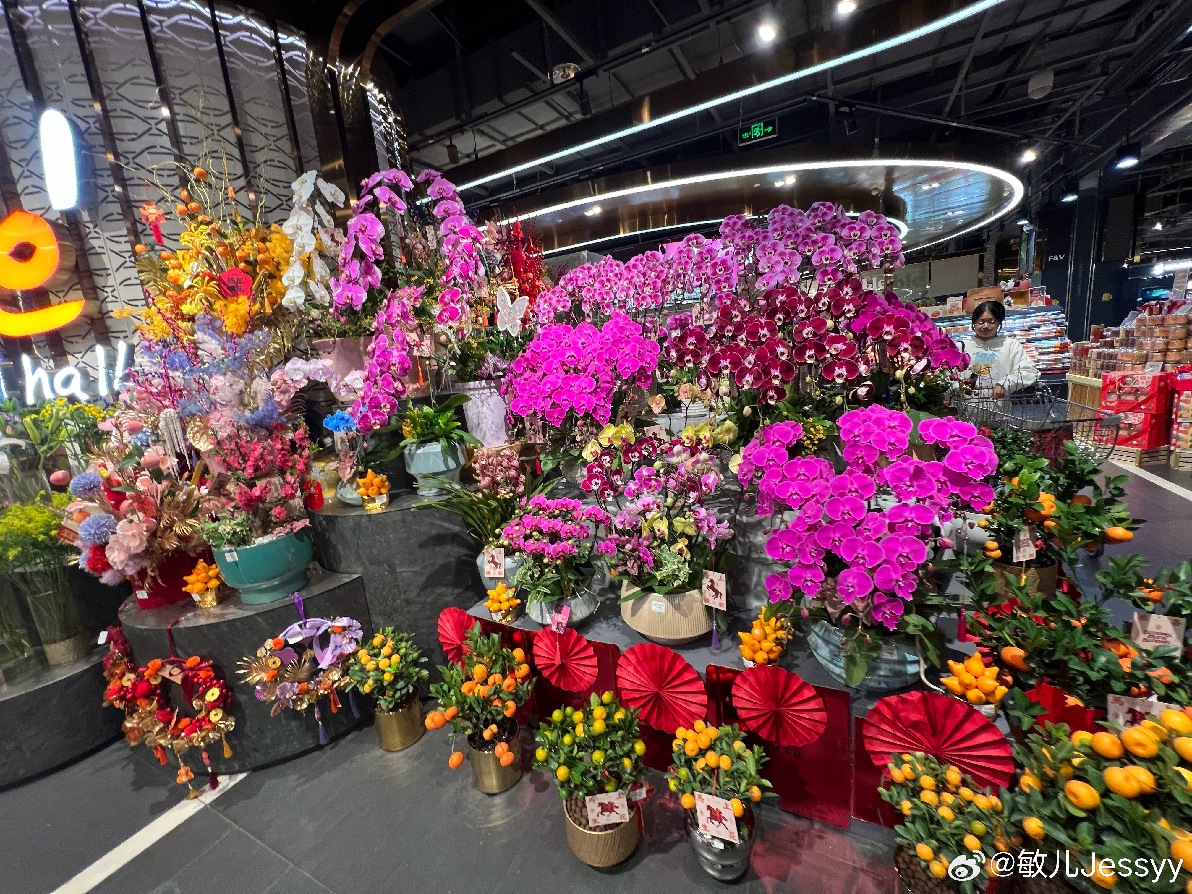 广州典雅美丽的蝴蝶兰！ 