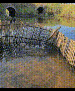 这鱼，戳中多少打工人的DNA！
 
巴掌大的小水坑，一圈破篱笆，困住了一尾不服输