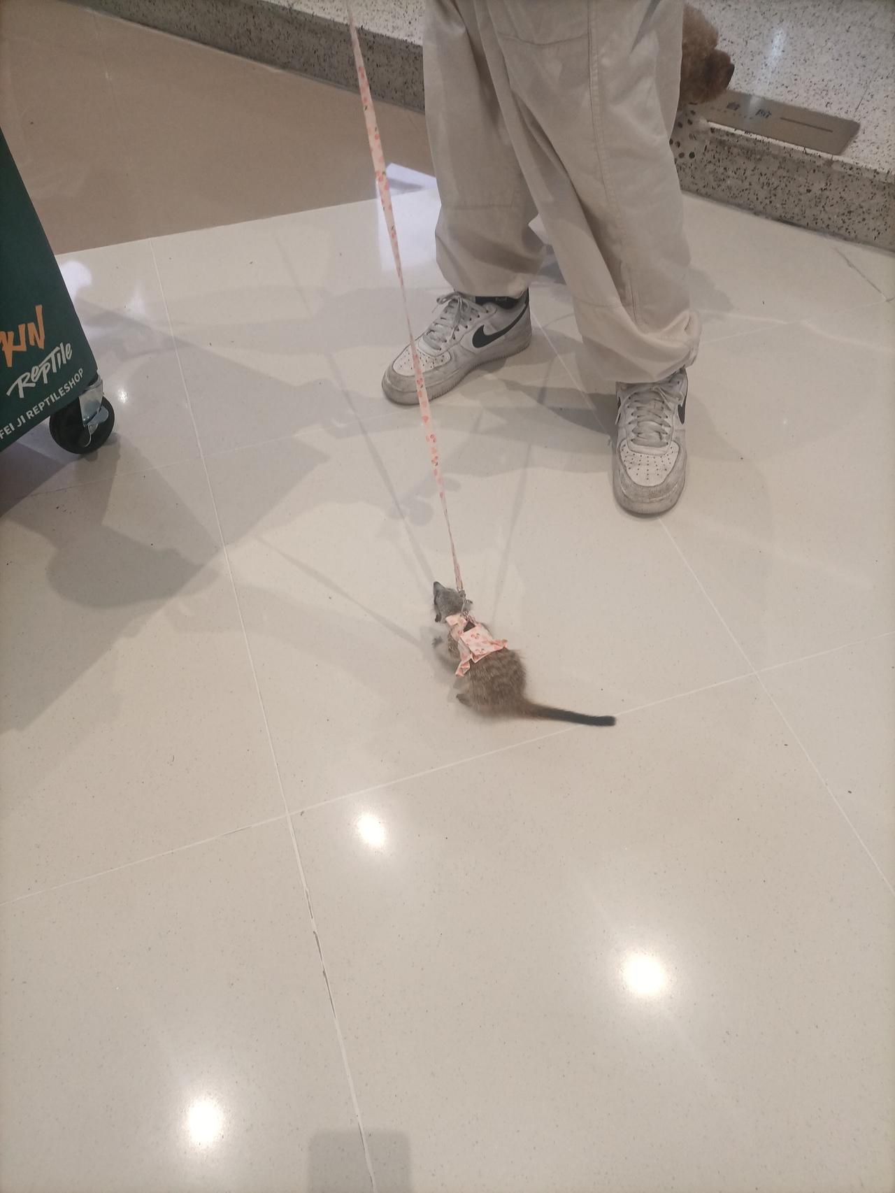 远看像只老鼠，但近看又不像是。