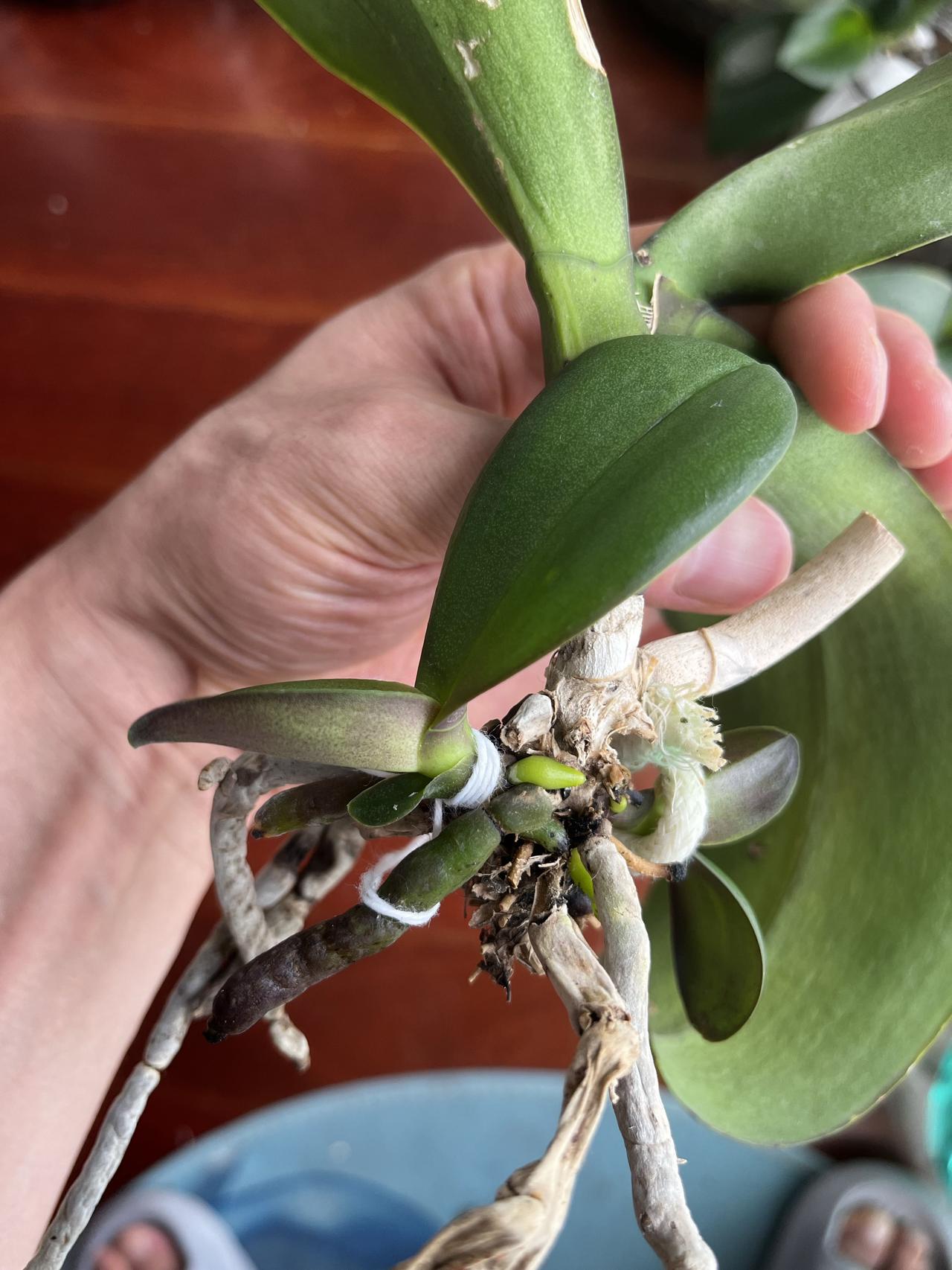 拯救蝴蝶兰案例，状态更新！
7月9号的时候，发了一个帖子记录这颗蝴蝶兰的状态。前