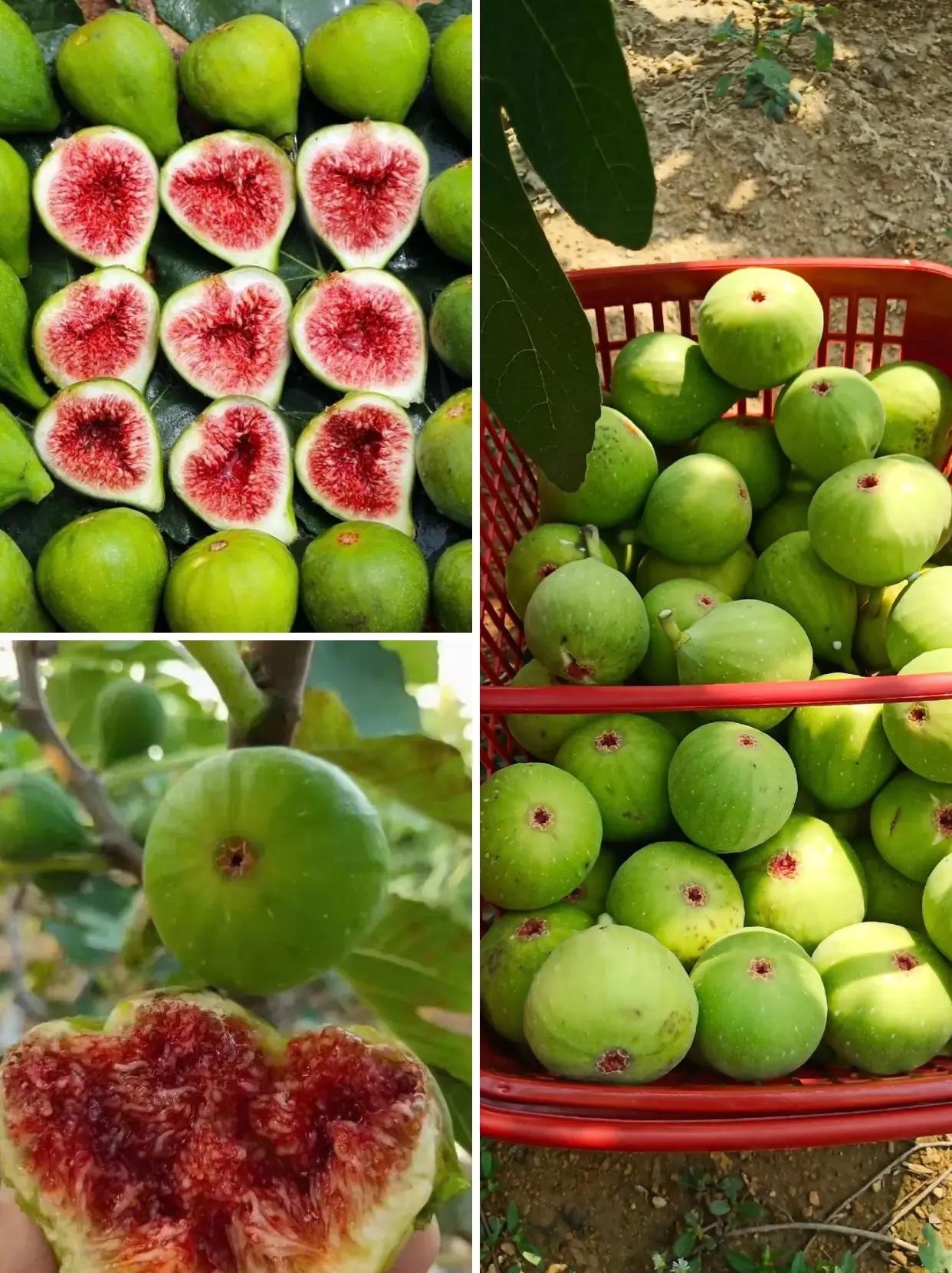 青皮无花果有哪些管理难点？。青皮无花果