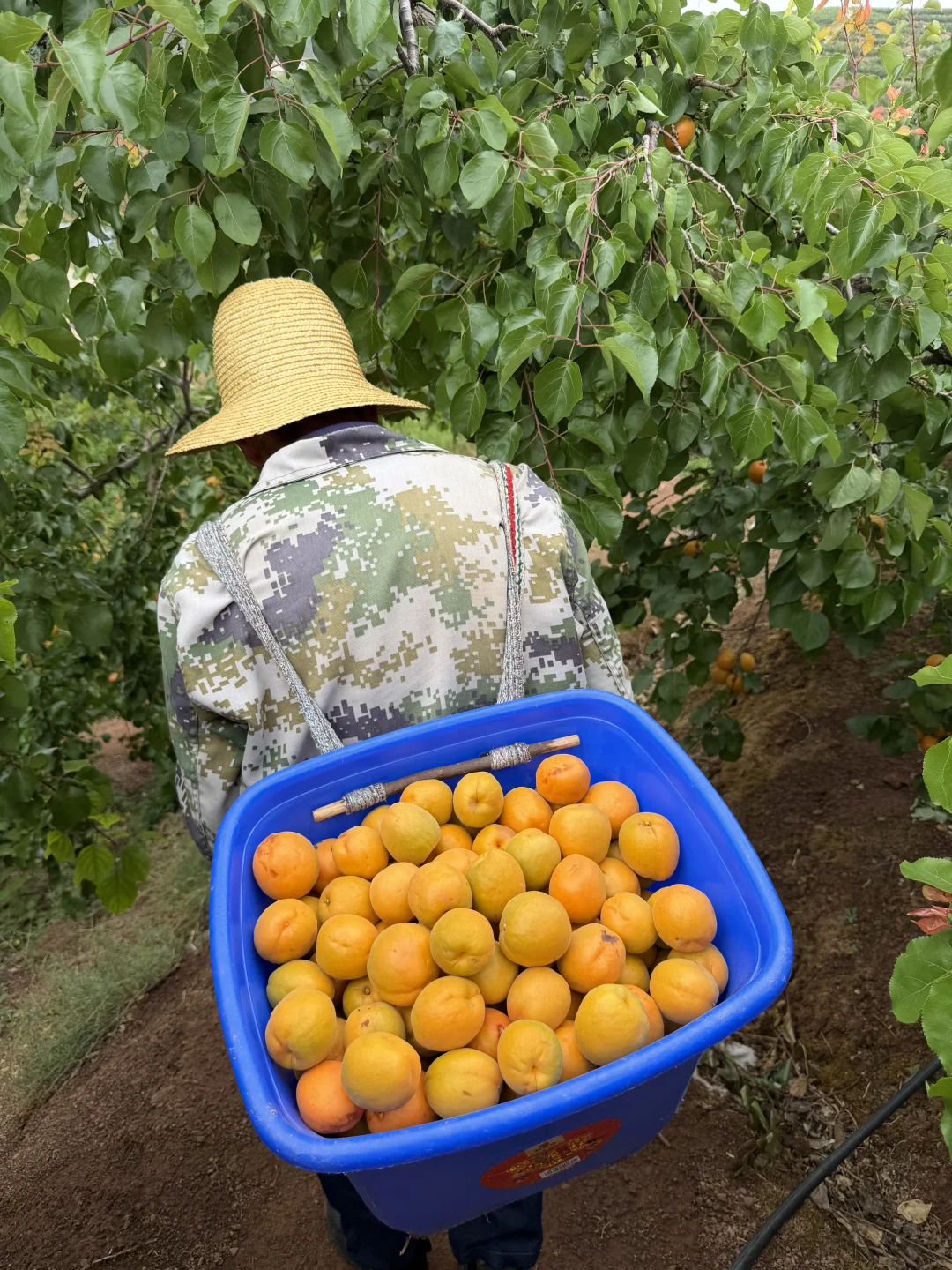 树上自然熟的高山蜜杏，吃了一次就追着回购。