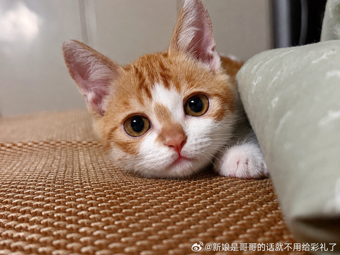 哎长得好快…眼看着腮就这样发起来了，已初具猫大王雏形 ​​​