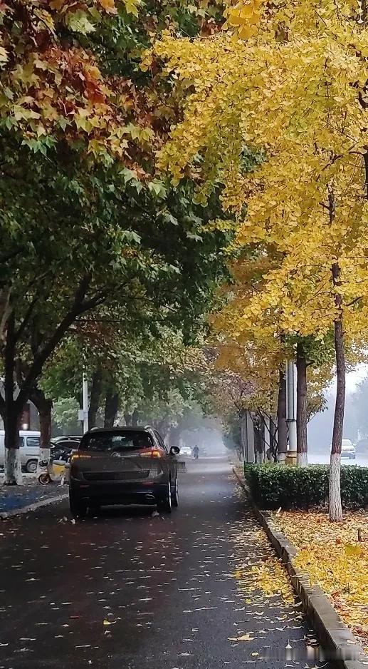 一场风雨，法桐和银杏的叶子落了大半。
赶着在天黑之前回去把露台上高大的幸福树，柠