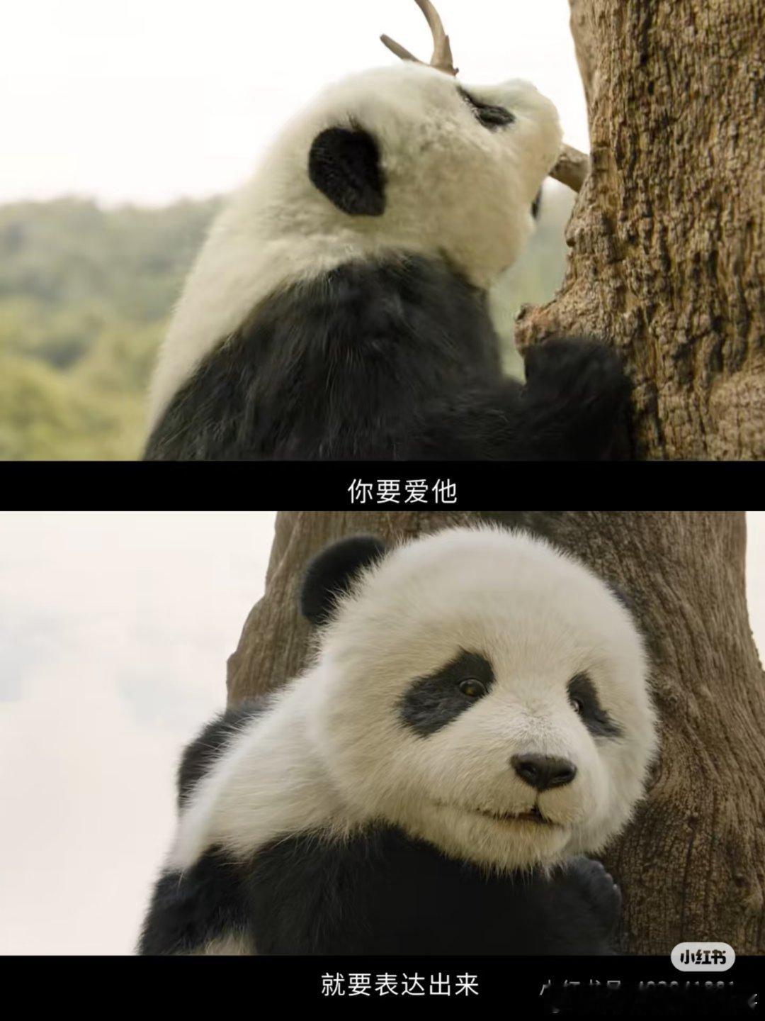 熊猫计划让含蓄孩子变主动《熊猫计划之部落奇遇记》大概就是春节合家欢最完美的模样。