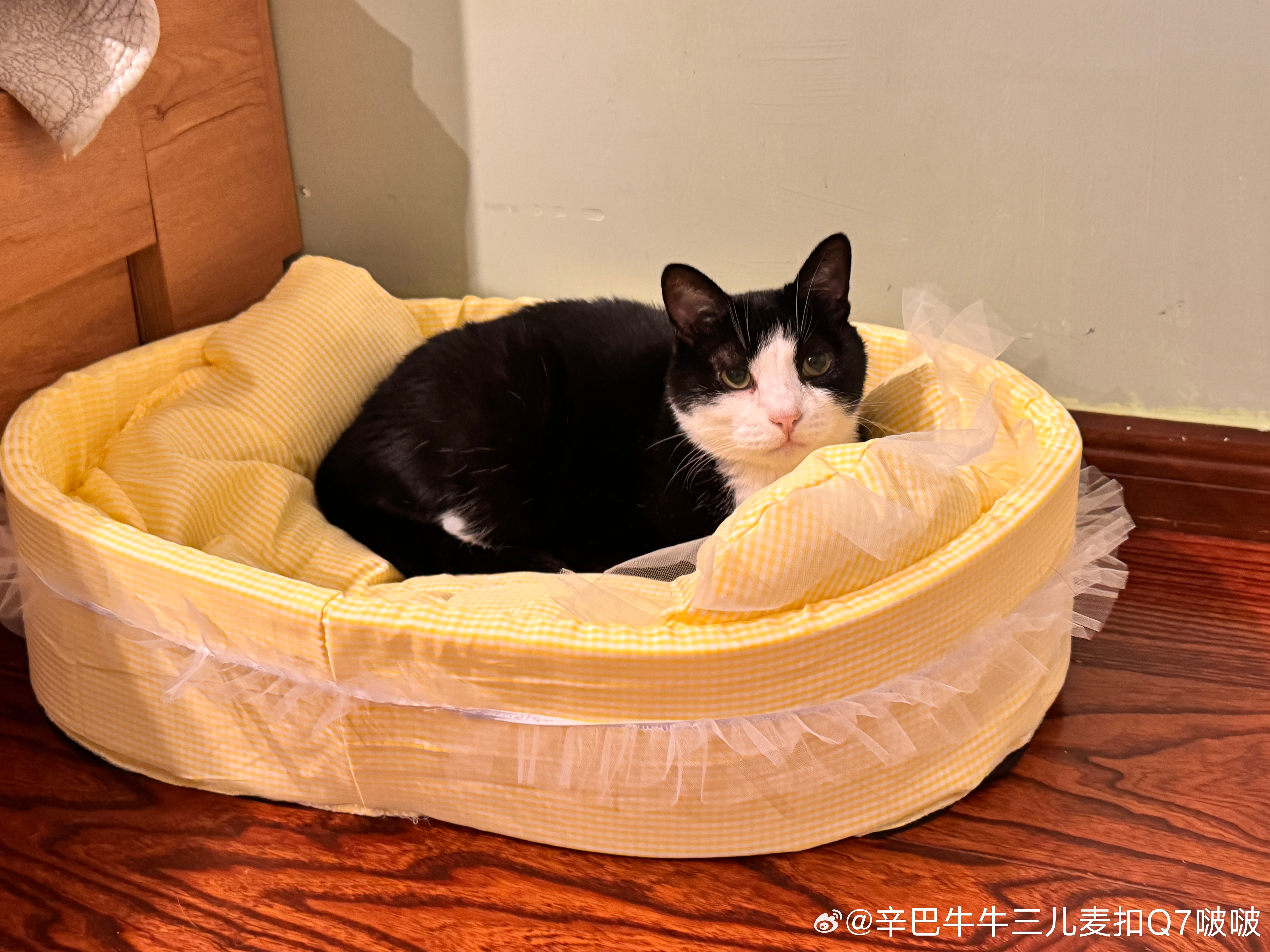 我牛牛来公主窝了[哈哈][哈哈][哈哈] ​​​