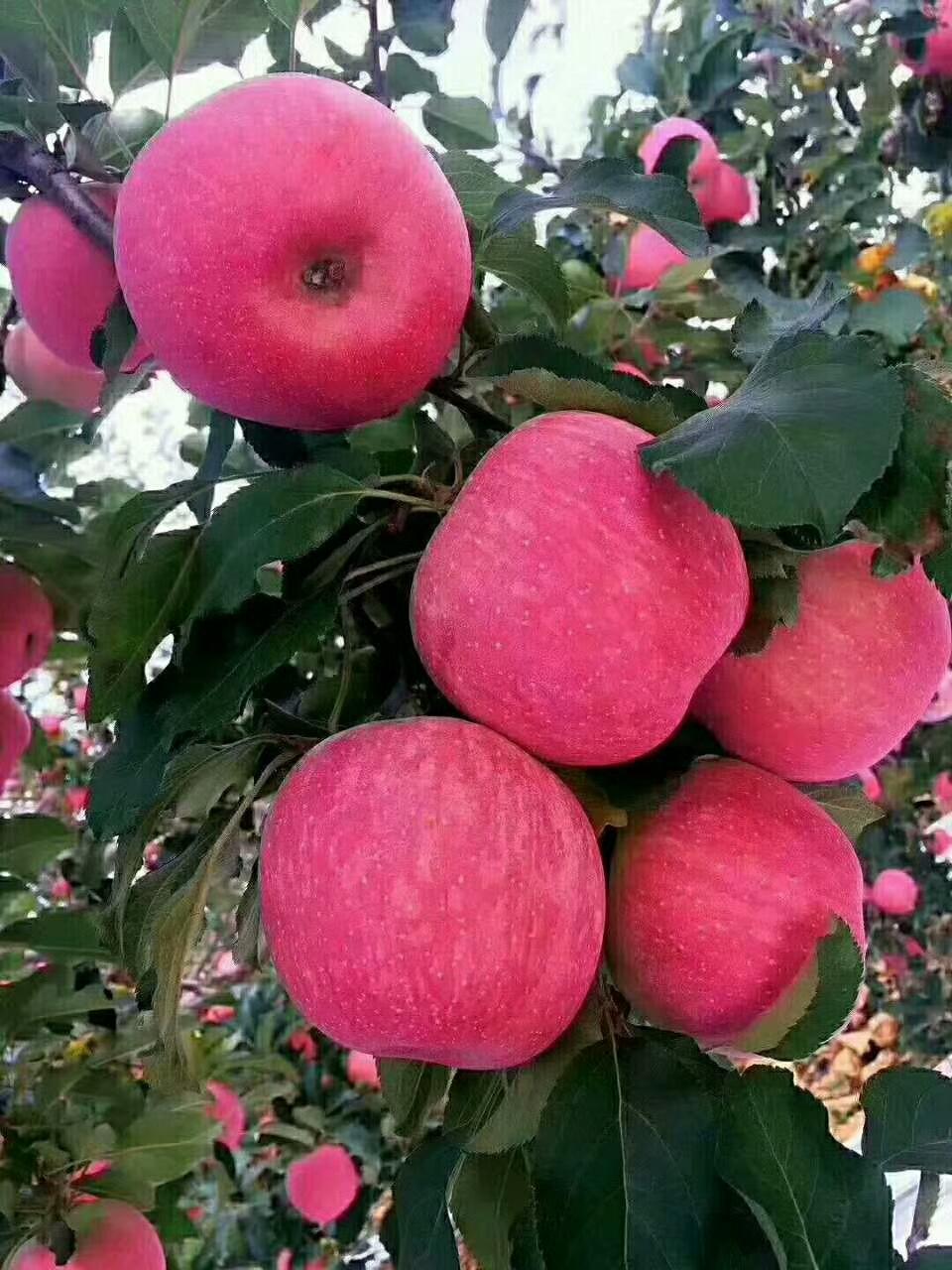 每天吃一个苹果，想要发挥最大益处，不妨试试这些小方法：
最好带皮吃（清洗干净哦）