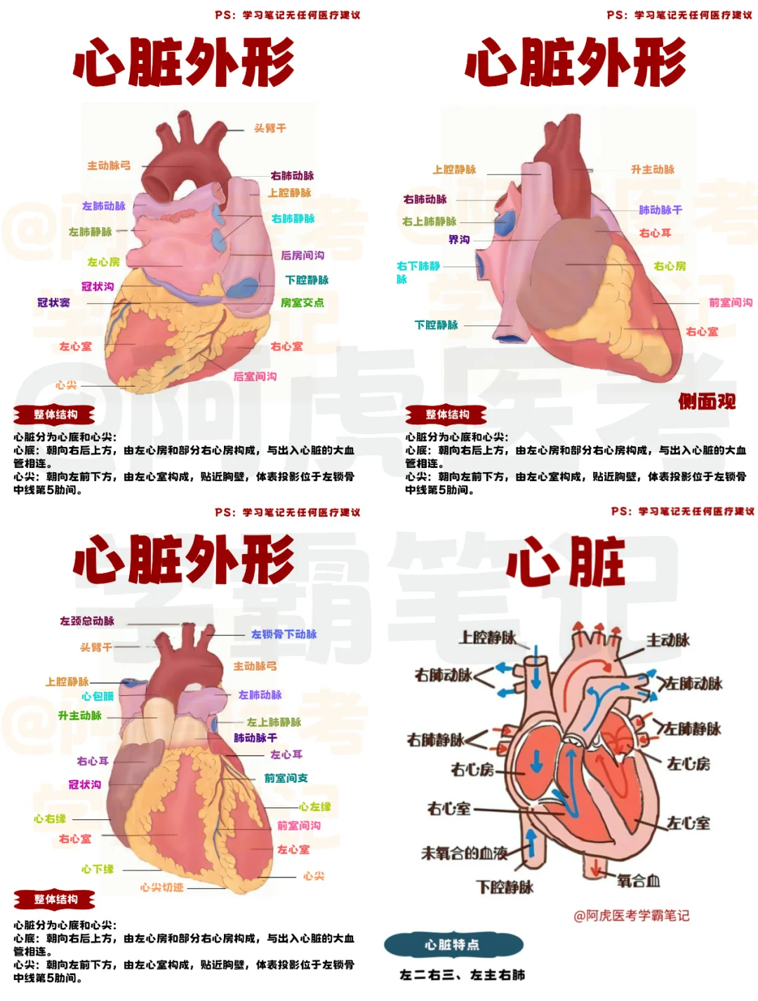 医学生笔记📒：从不同角度看心脏👆