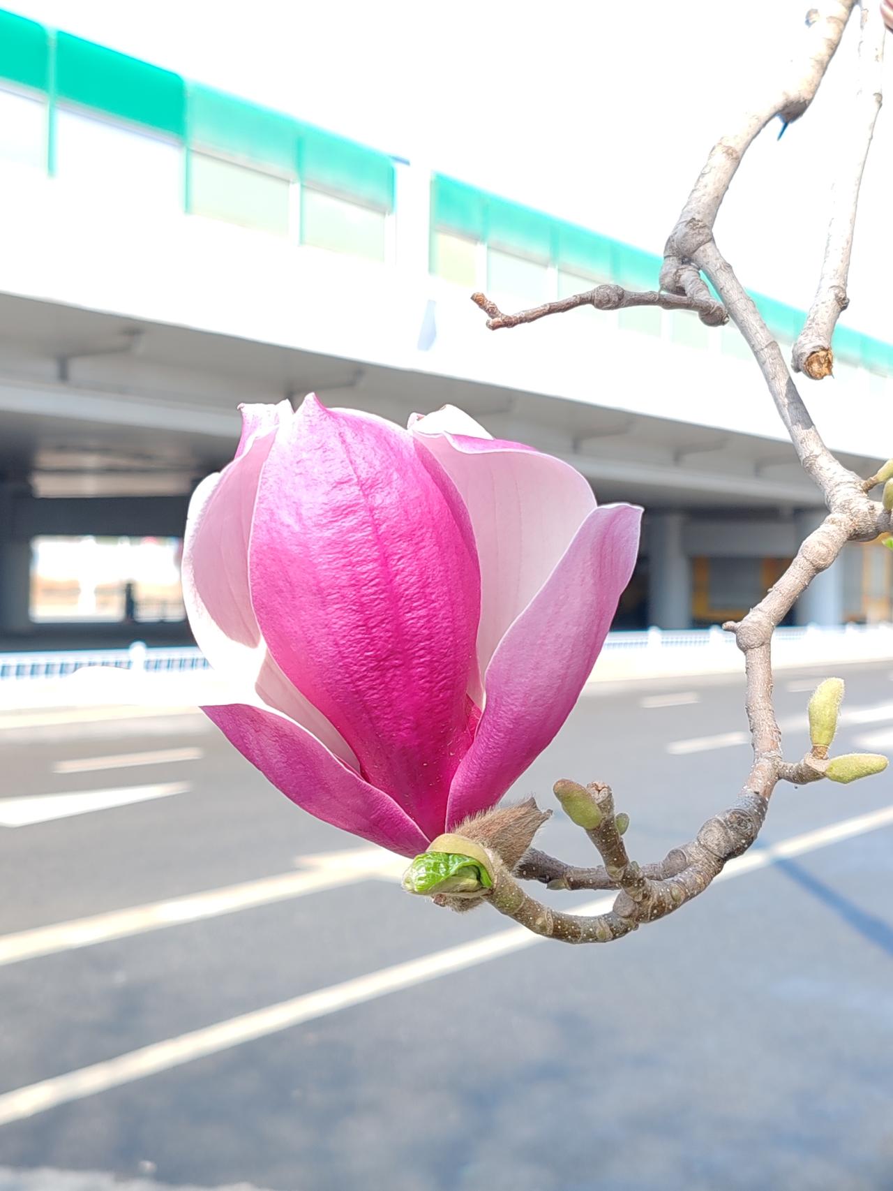 此联对仗工整，意境高雅，着实是一副妙联。“梅兰竹菊”为花中四君子，象征着高洁、坚