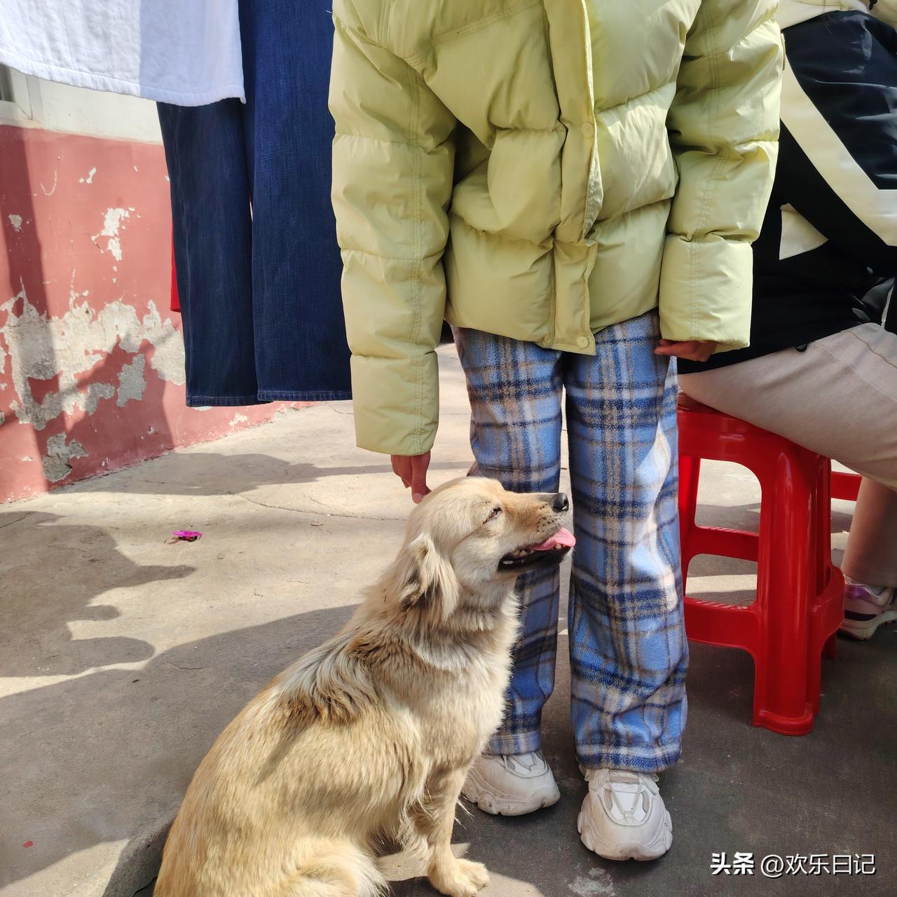 分享我这周有趣的事：二姐家的狗狗太粘人了…
尤其是喜欢我家小宝，你看看它，每次来