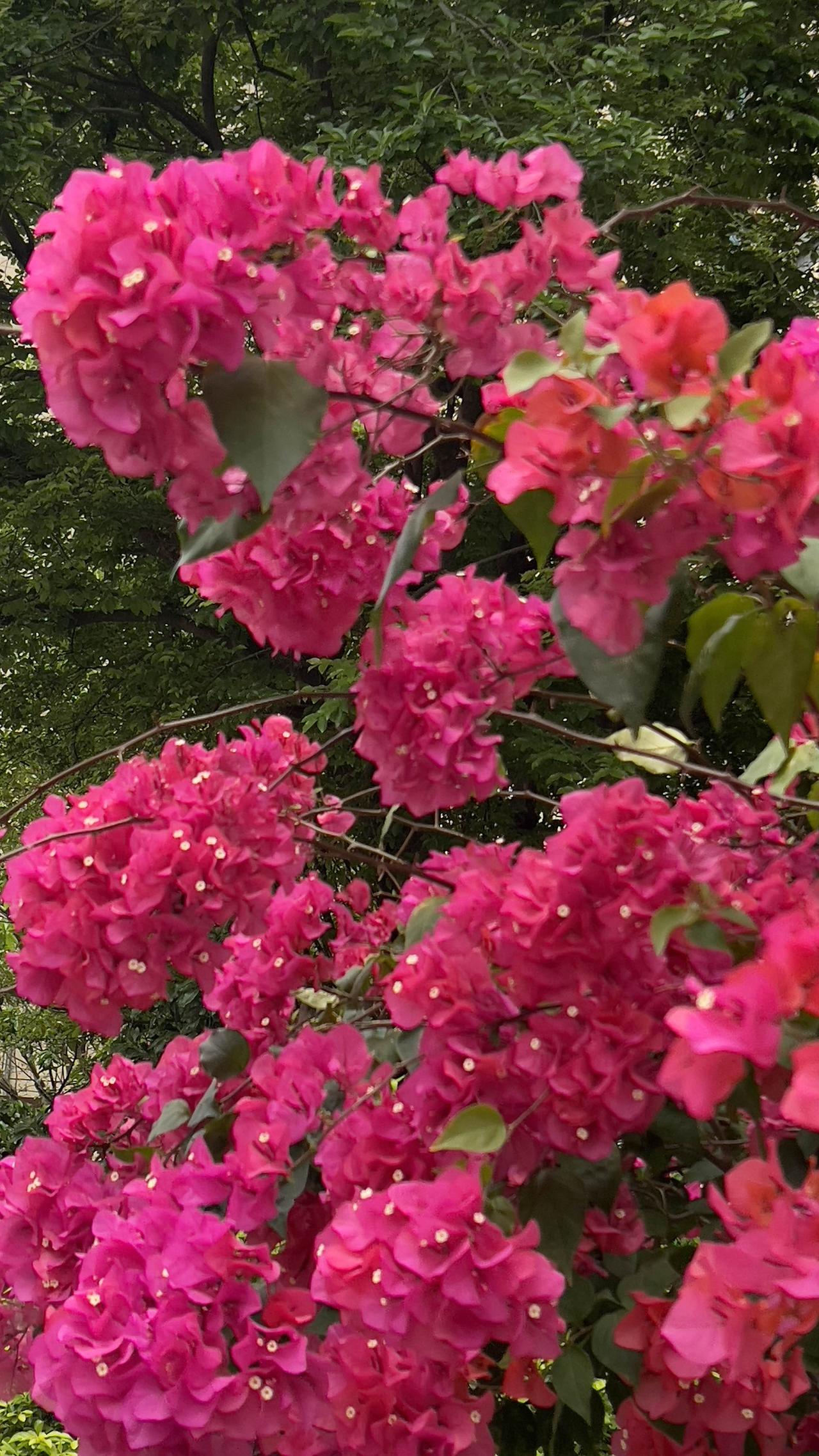随手拍花城赏花：粉嫩耀眼的三角梅，花团锦簇、繁花似锦，清香的气息扑面而来！春日生
