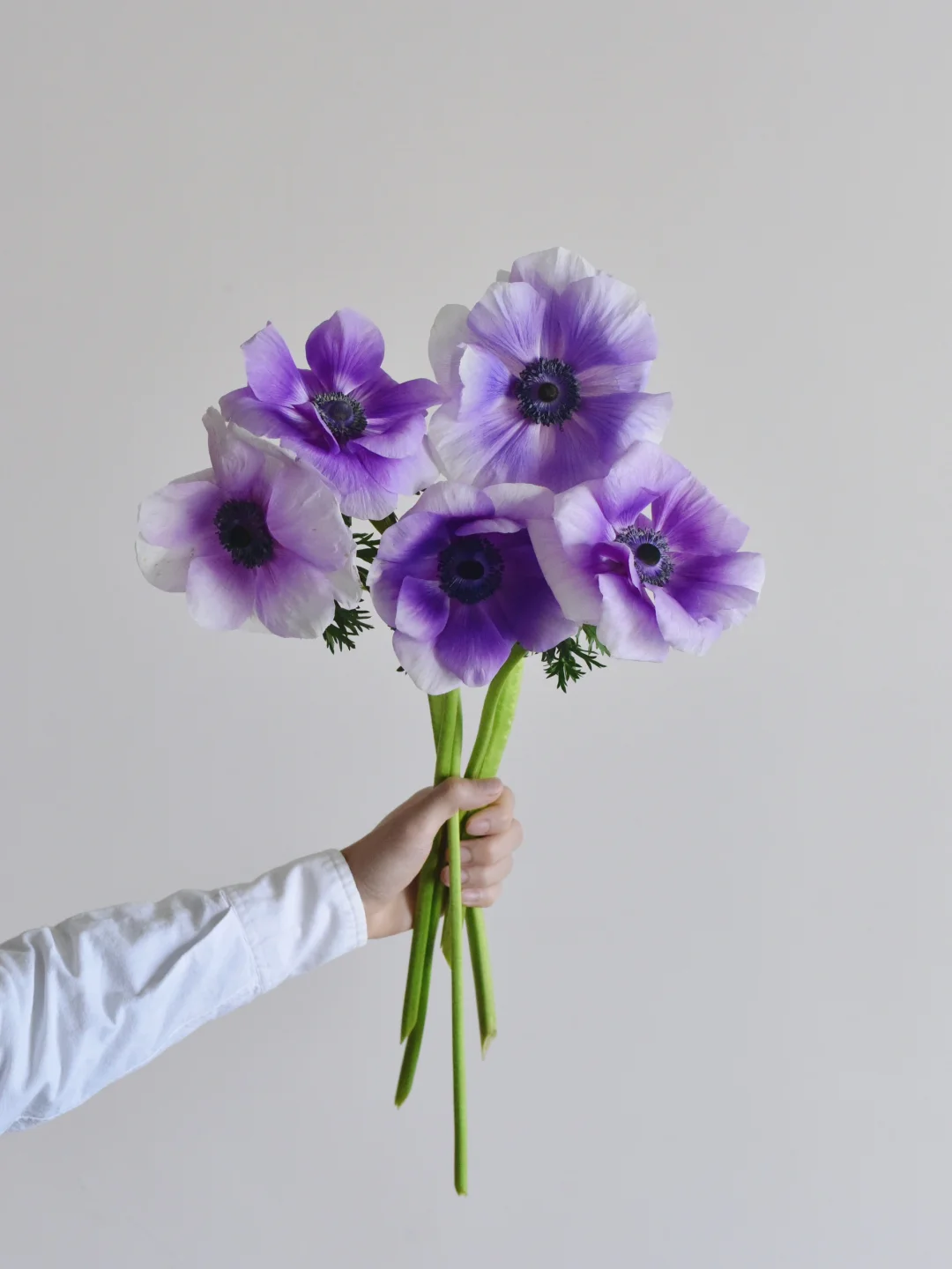 银莲花·海盗船
