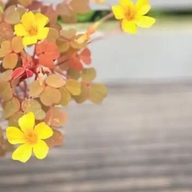 熔岩酢浆草（橙叶迷你开花小植物） 基础介绍成株高度10cm左右，三瓣橙红铜色小叶