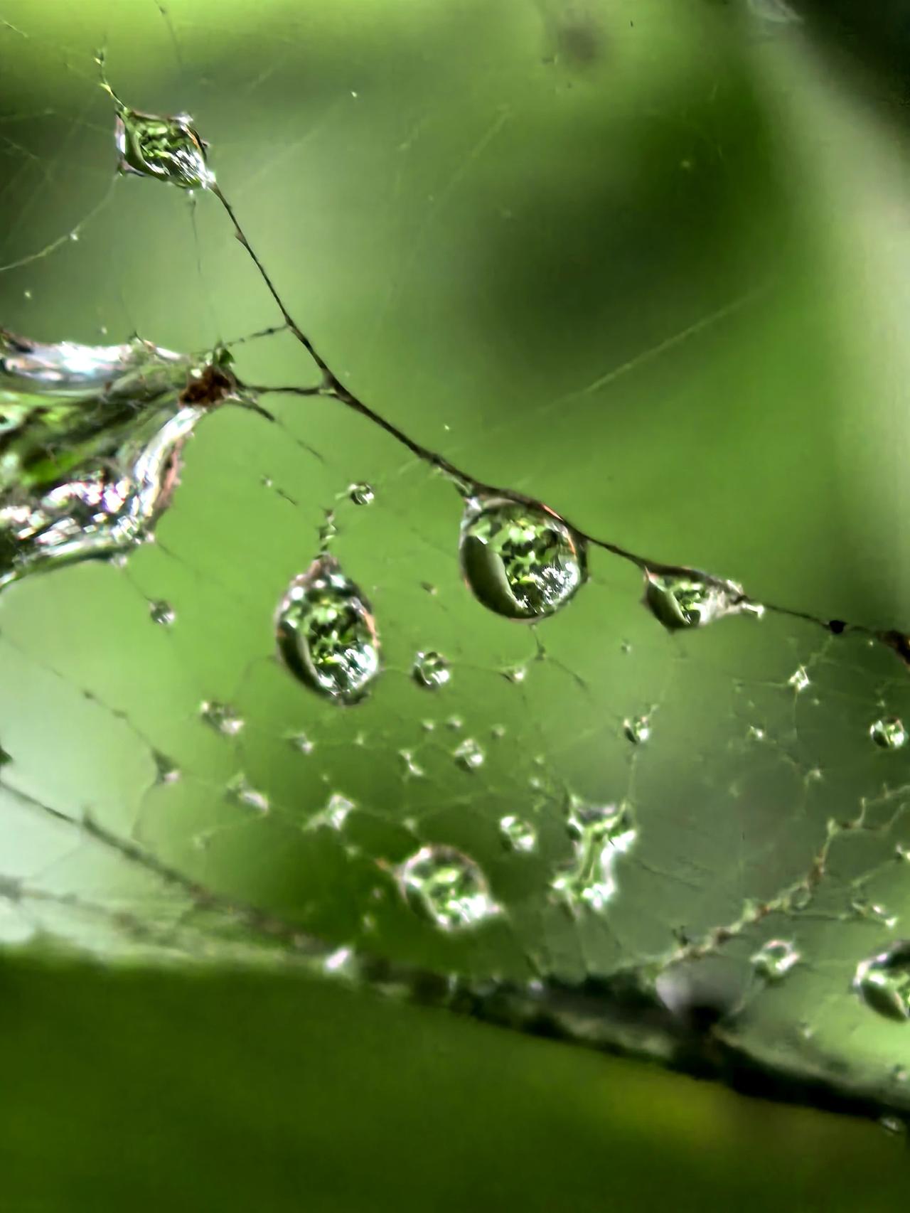 雨天拍蜘蛛网太绝了！雨天里，蜘蛛网被细密的雨丝点缀，每一根蛛丝都挂着晶莹的水珠，