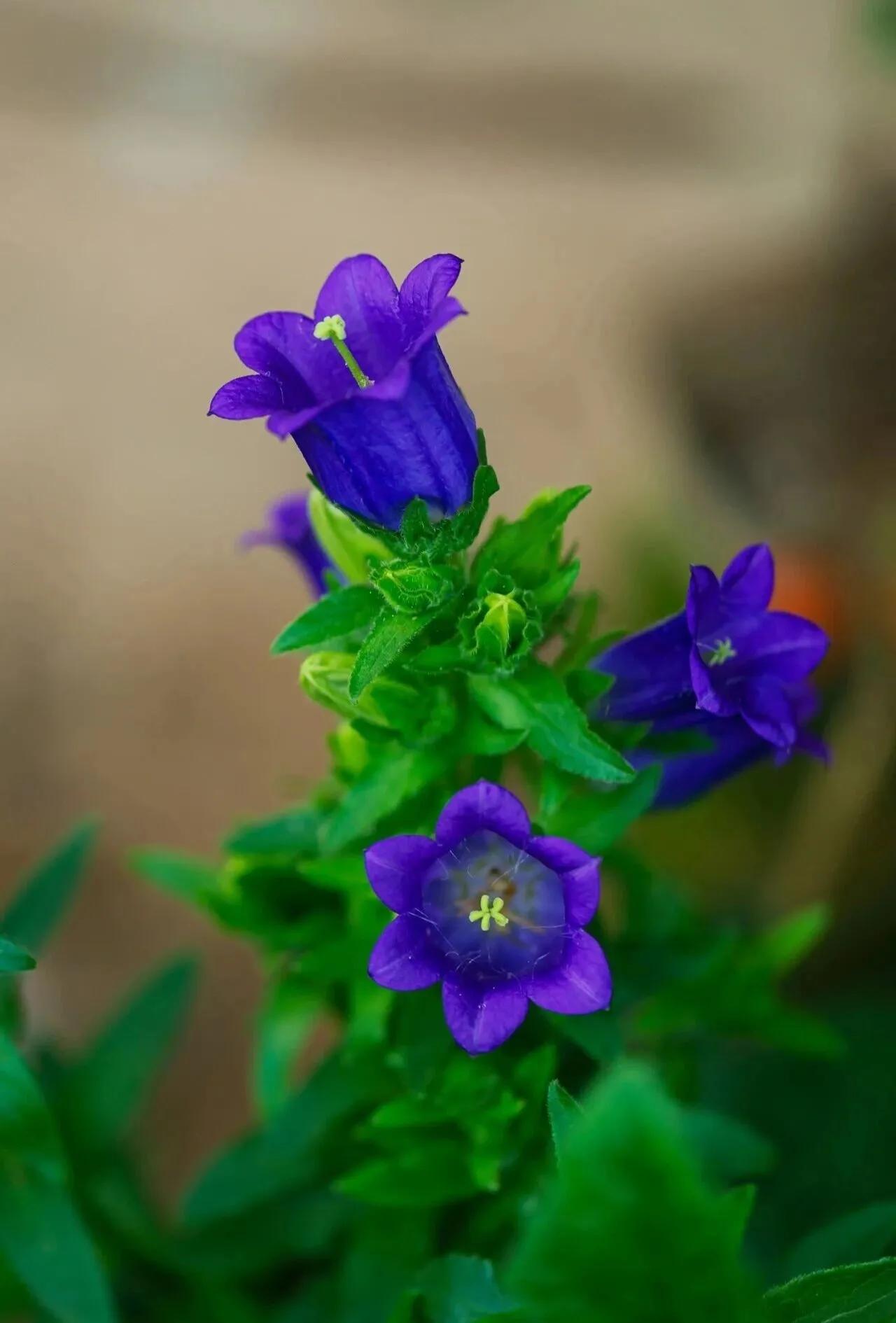 风铃草
风铃草的花语是：温柔的爱、永恒的牵绊、藏着绵长细腻的思念；也代表感恩和铭
