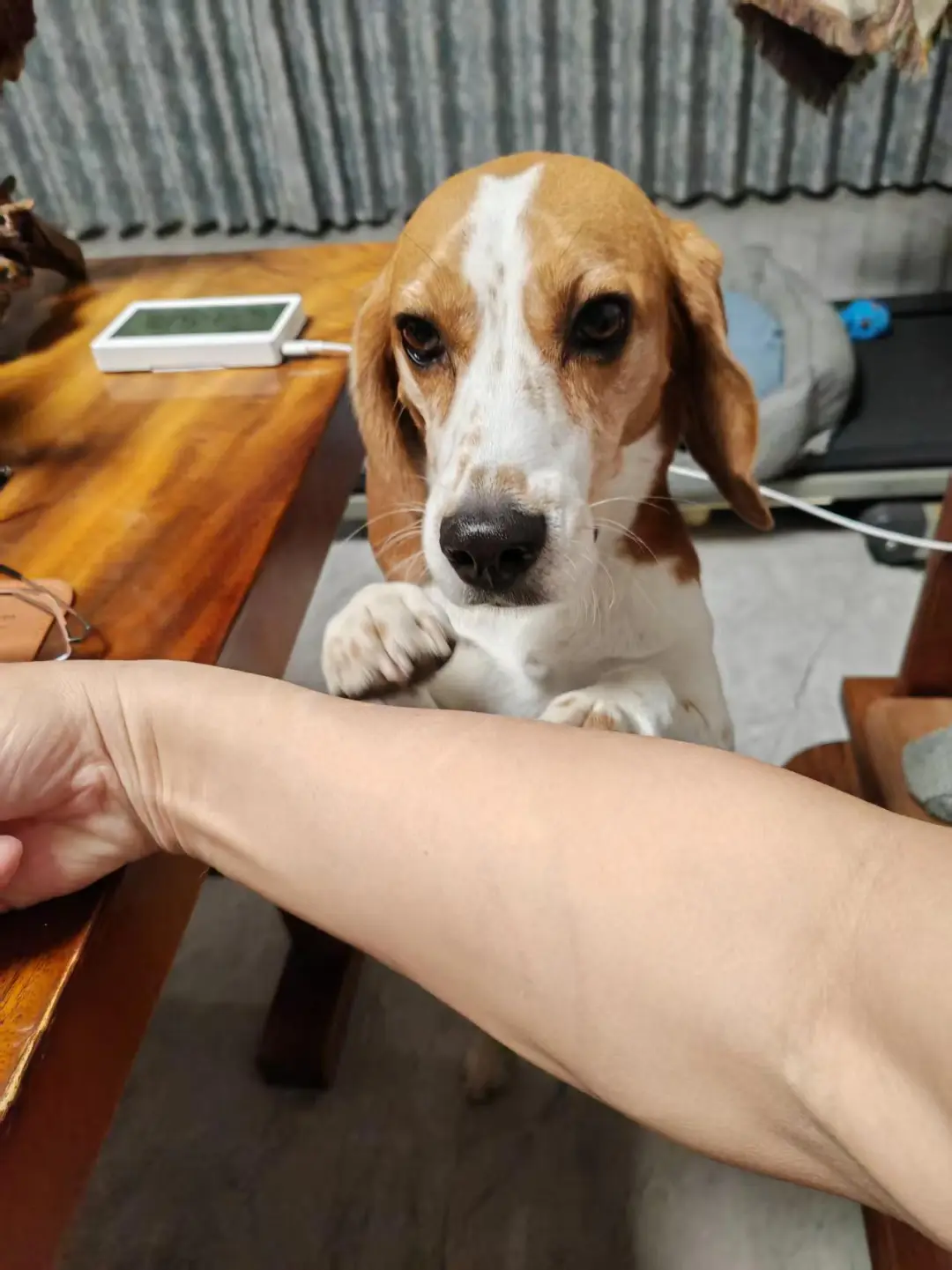 人，你也为小比倾倒吧