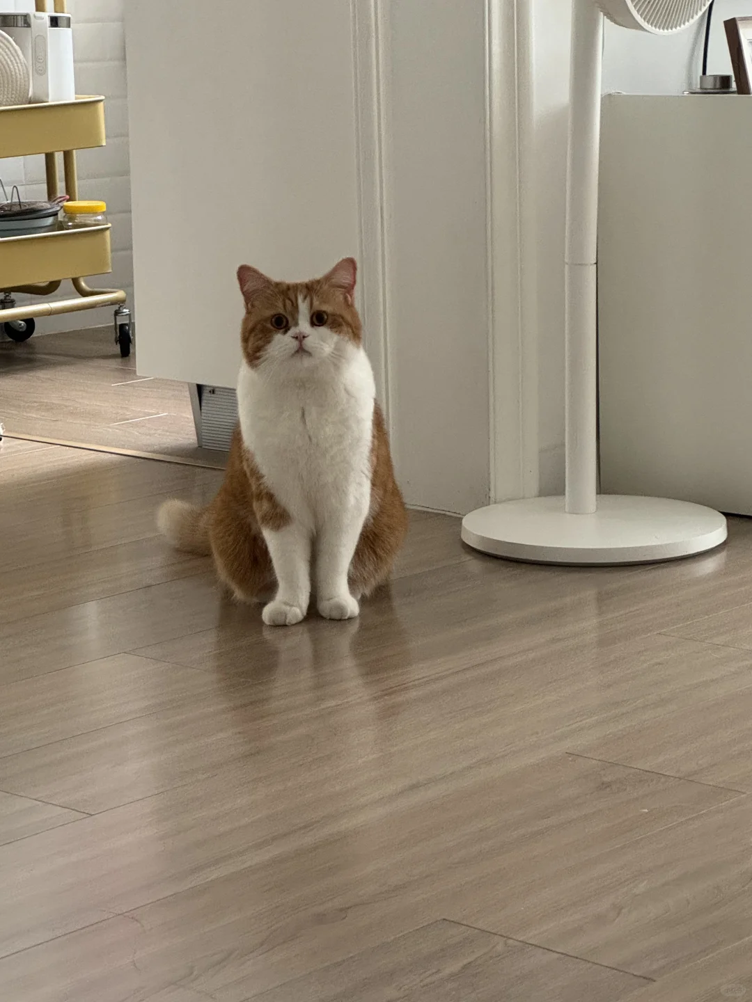 妈妈 回来带罐罐哦