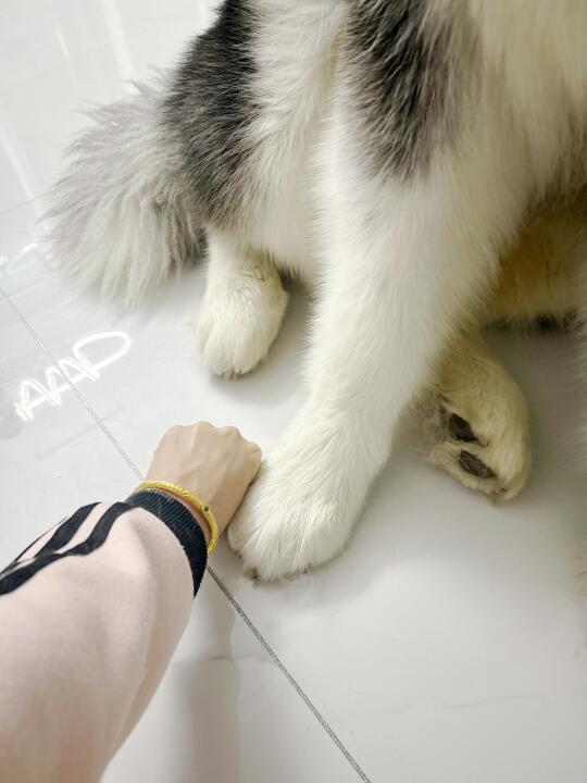 大爪爪