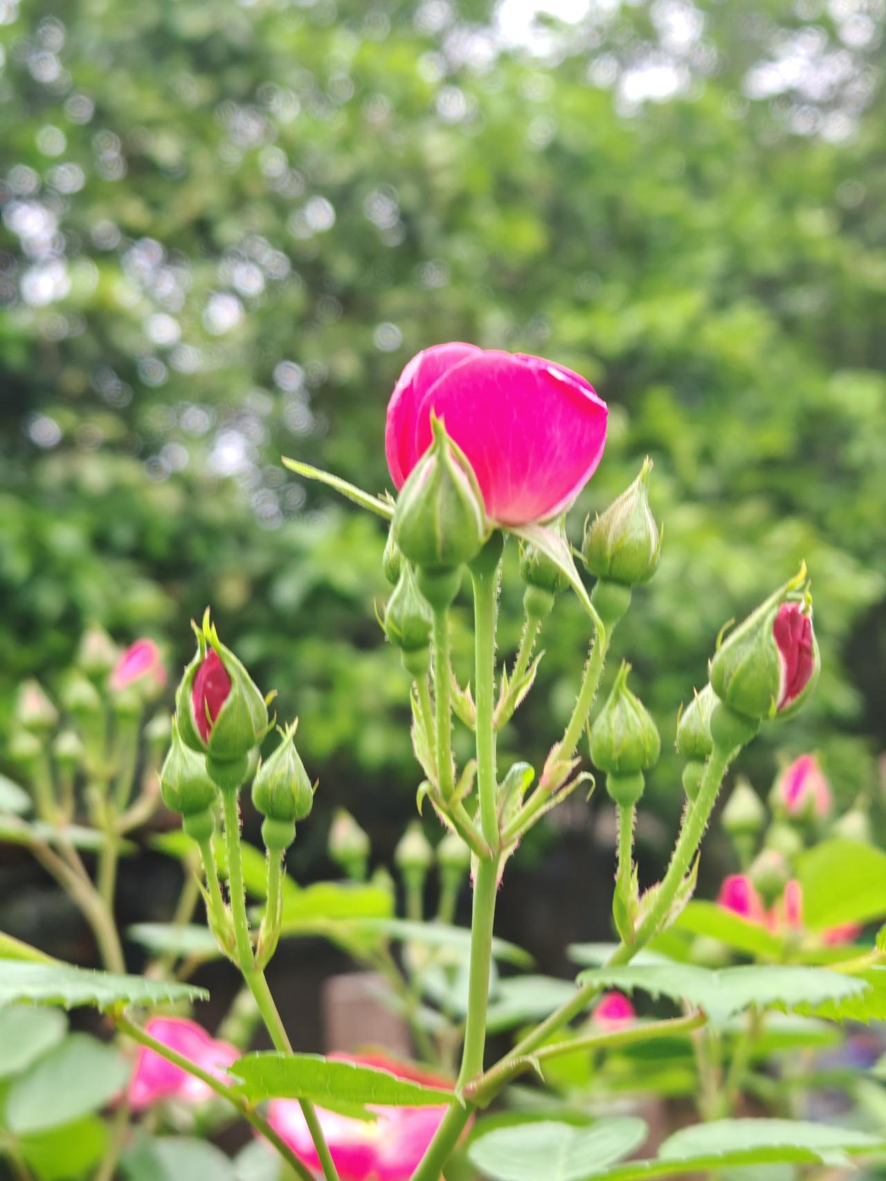 不负春光、不负美丽的花花！
你们认识几个花花！
