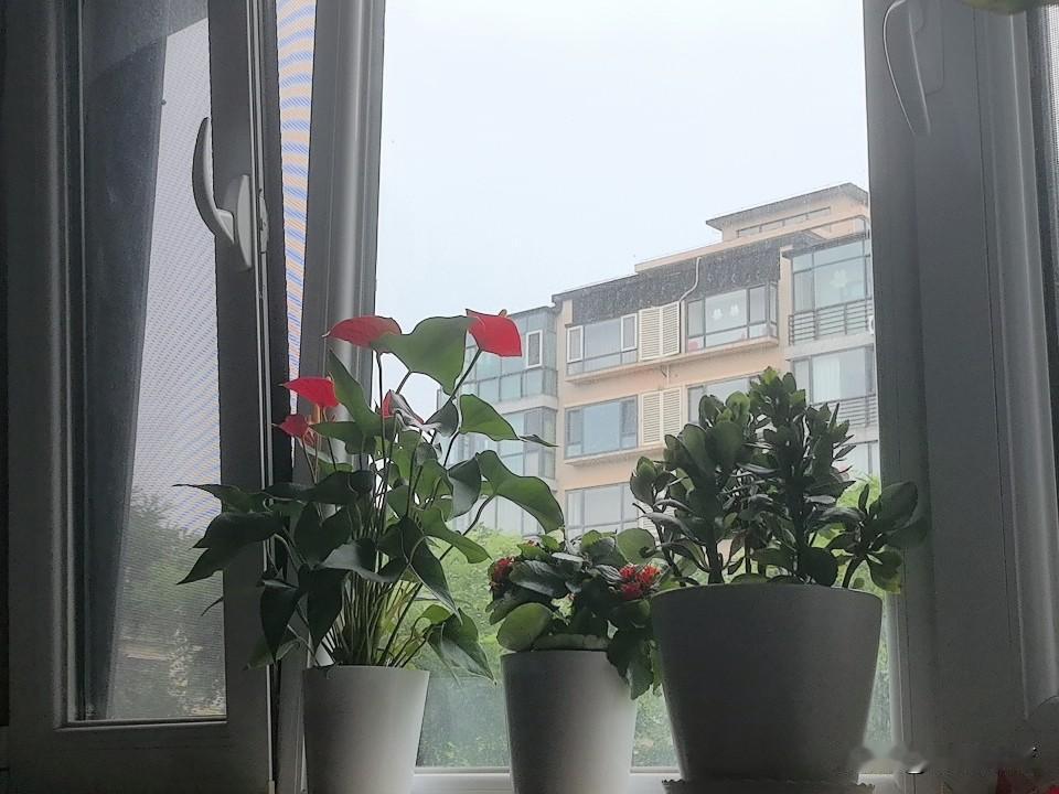 火鹤花一年四季都可以这样开放吗？