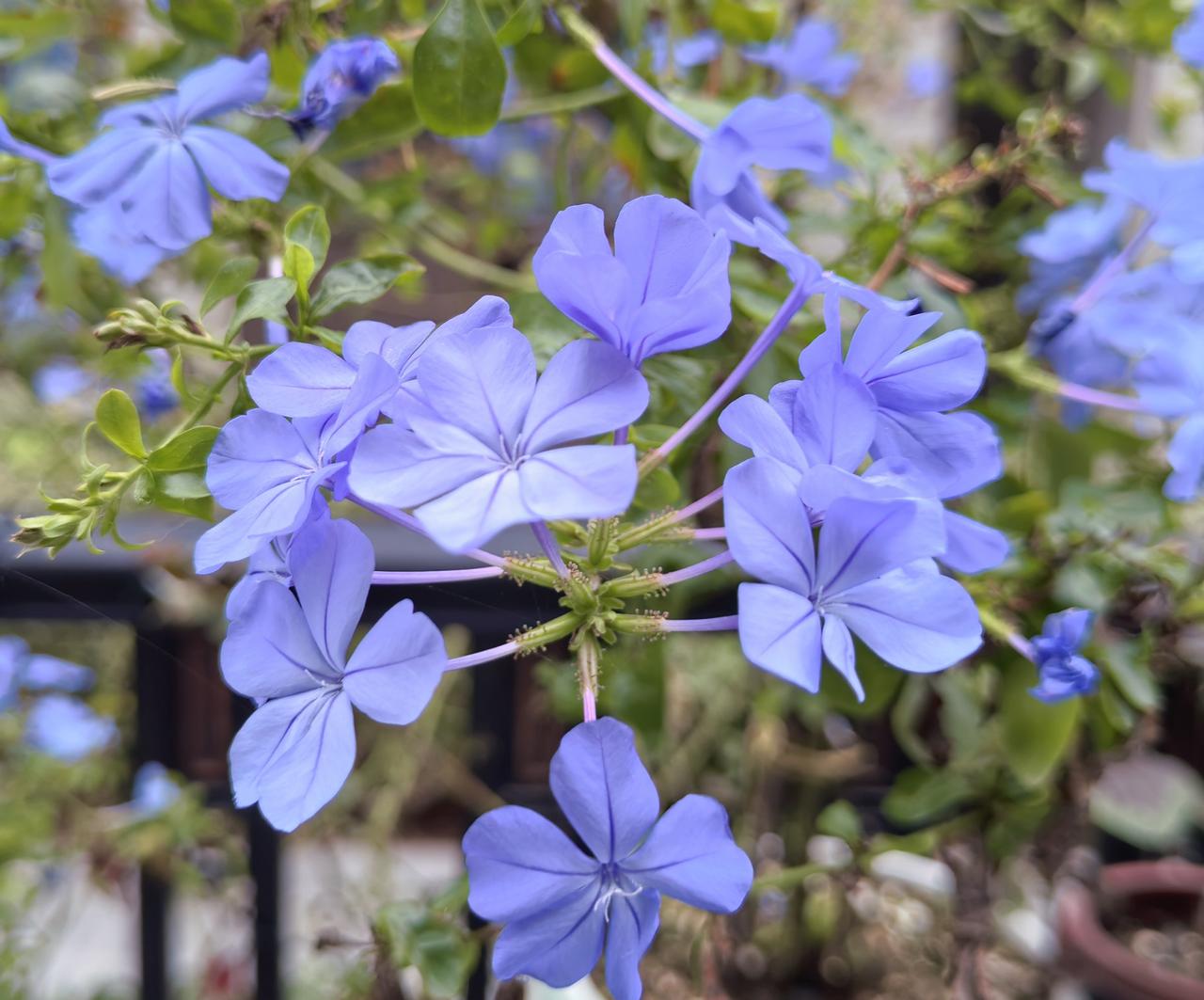 邻居女儿太会找对象了，找的男生母亲居然是我们当地最大医院的护理部主任。

邻居自